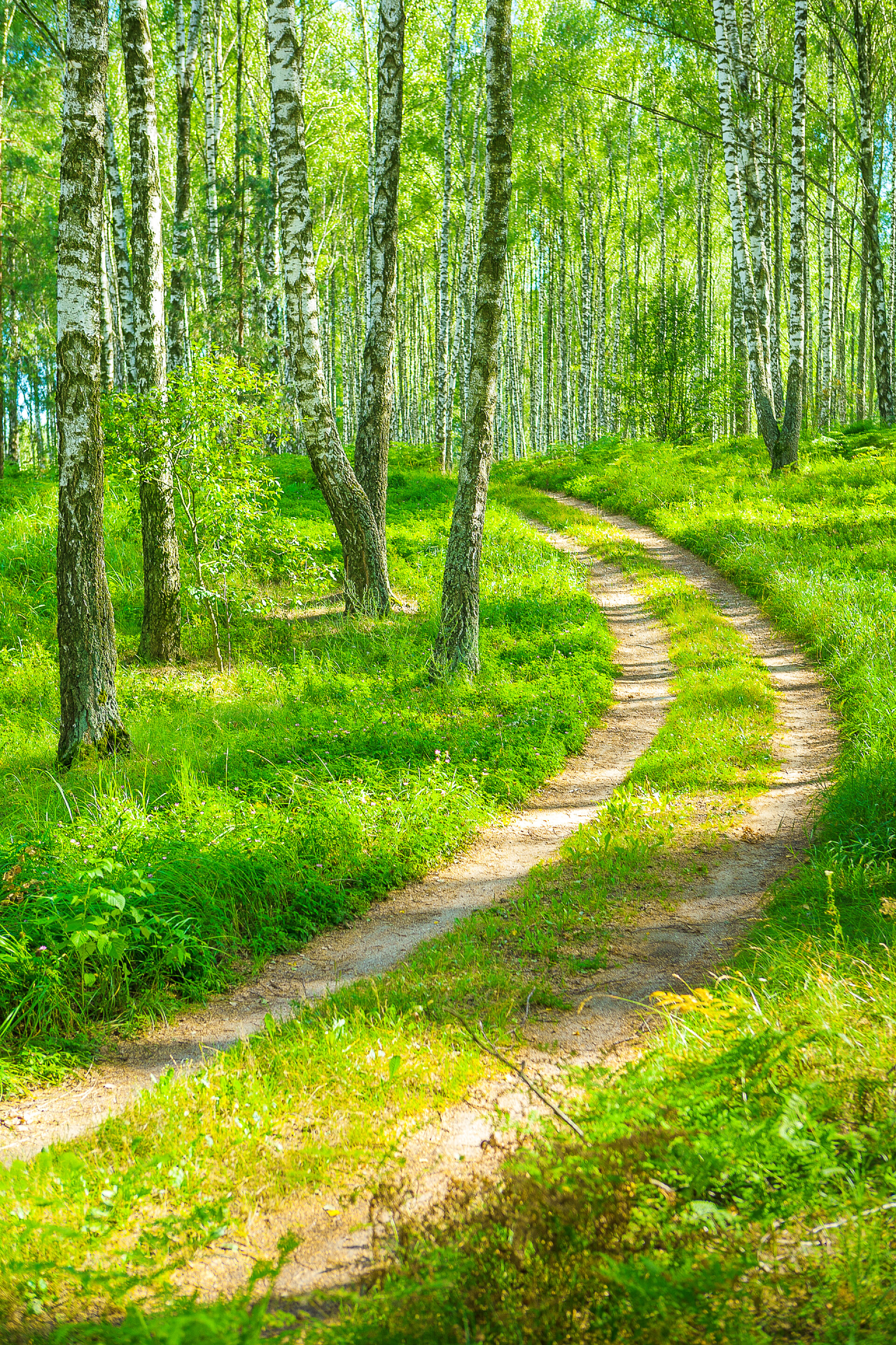 安静的小树林在 birh 森林西摩道