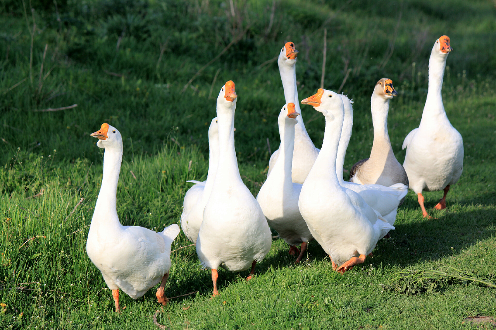天然的绿色草地上的大白鹅自然背景上的白鹅