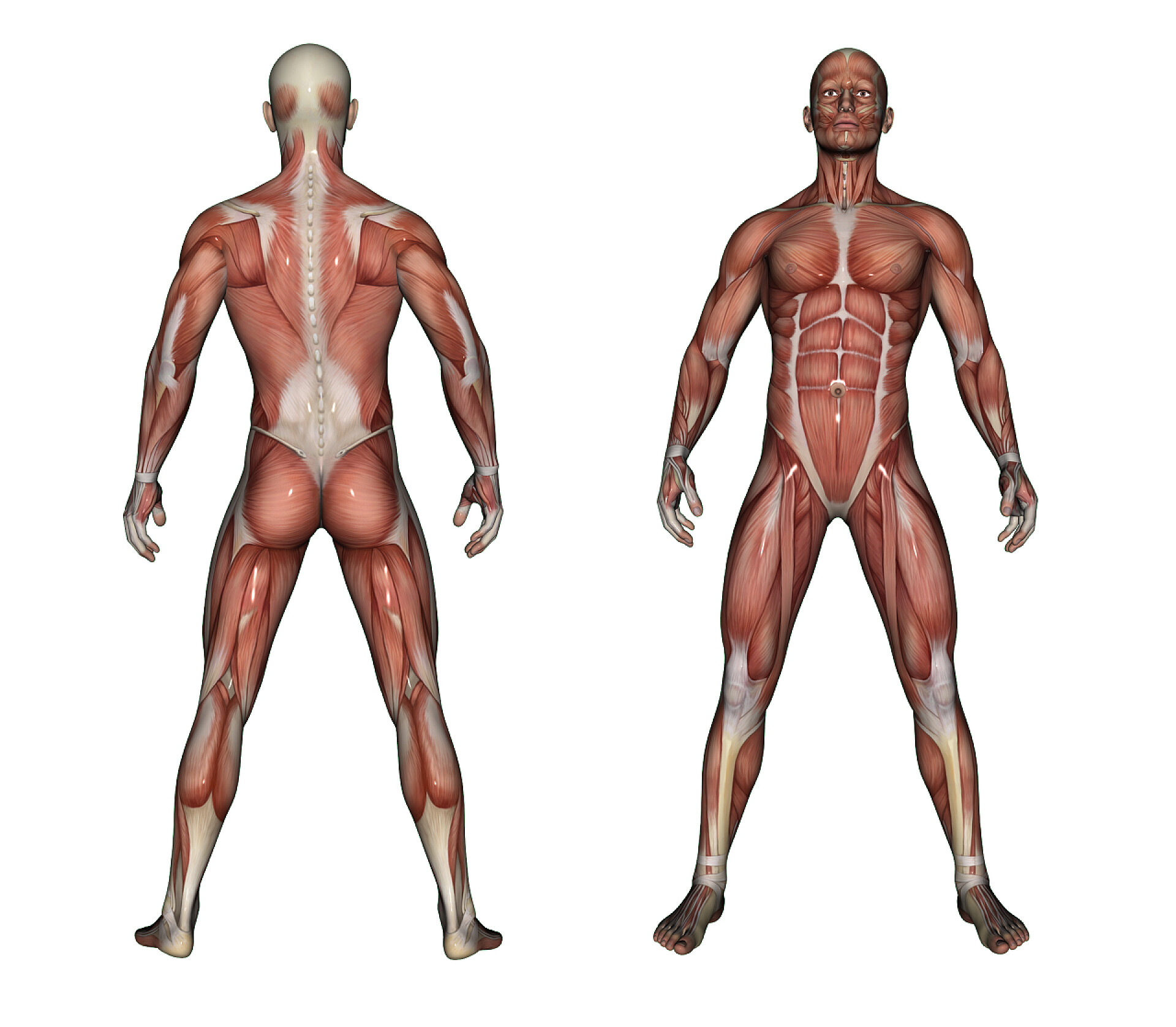 白色背景下男性肌肉人体解剖图