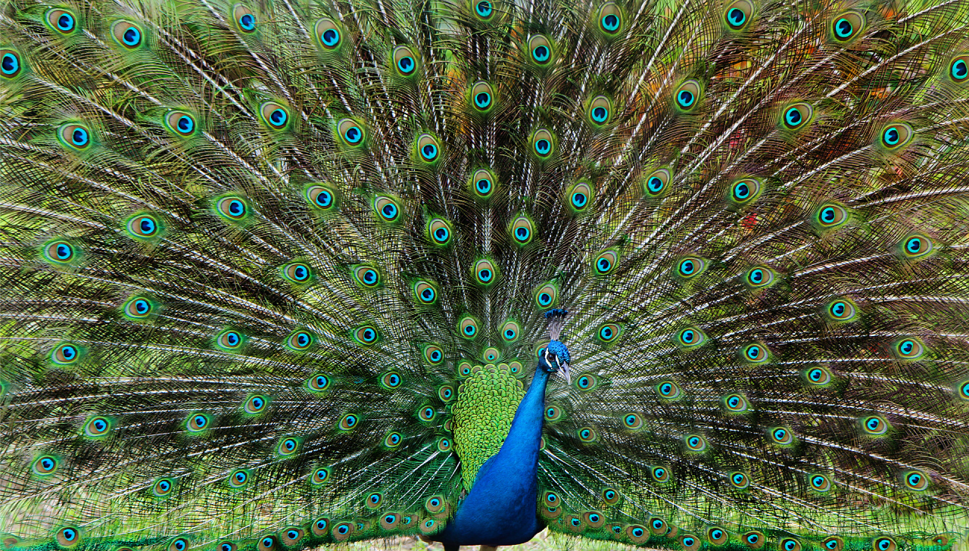 孔雀开屏特写炫彩孔雀开屏彩色尾巴完全打开