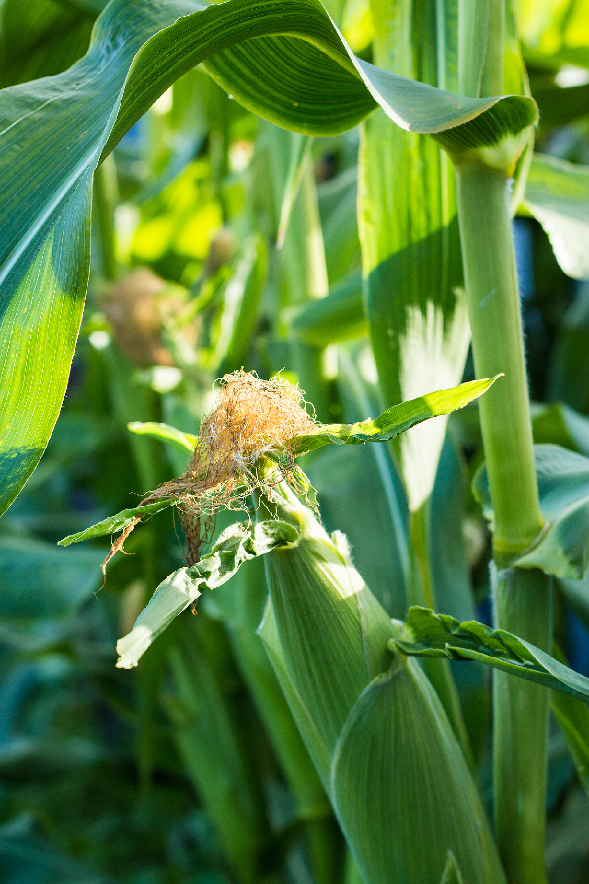 农田中的玉米高粱玉米芯