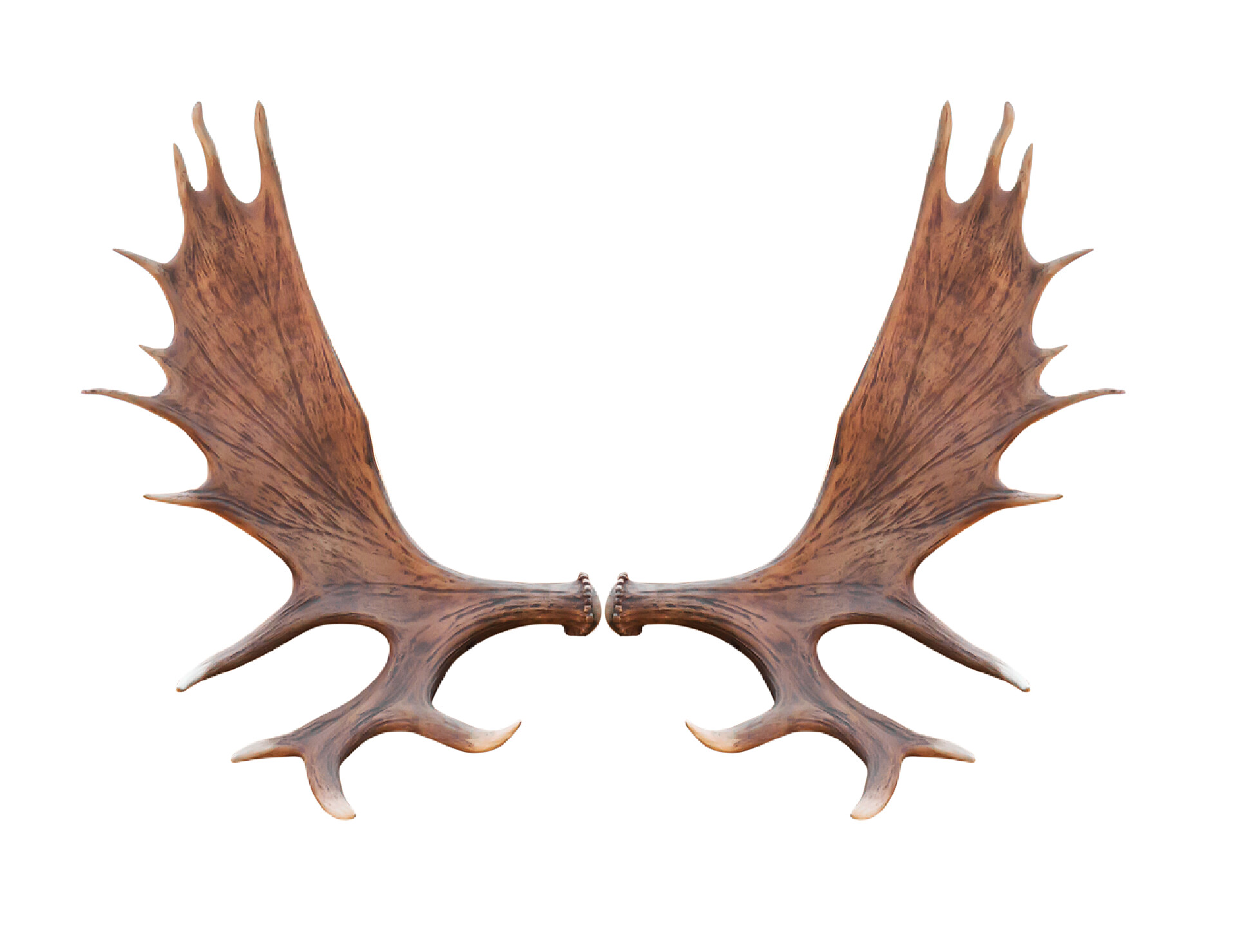 白色背景上的麋鹿角大麋鹿隔离