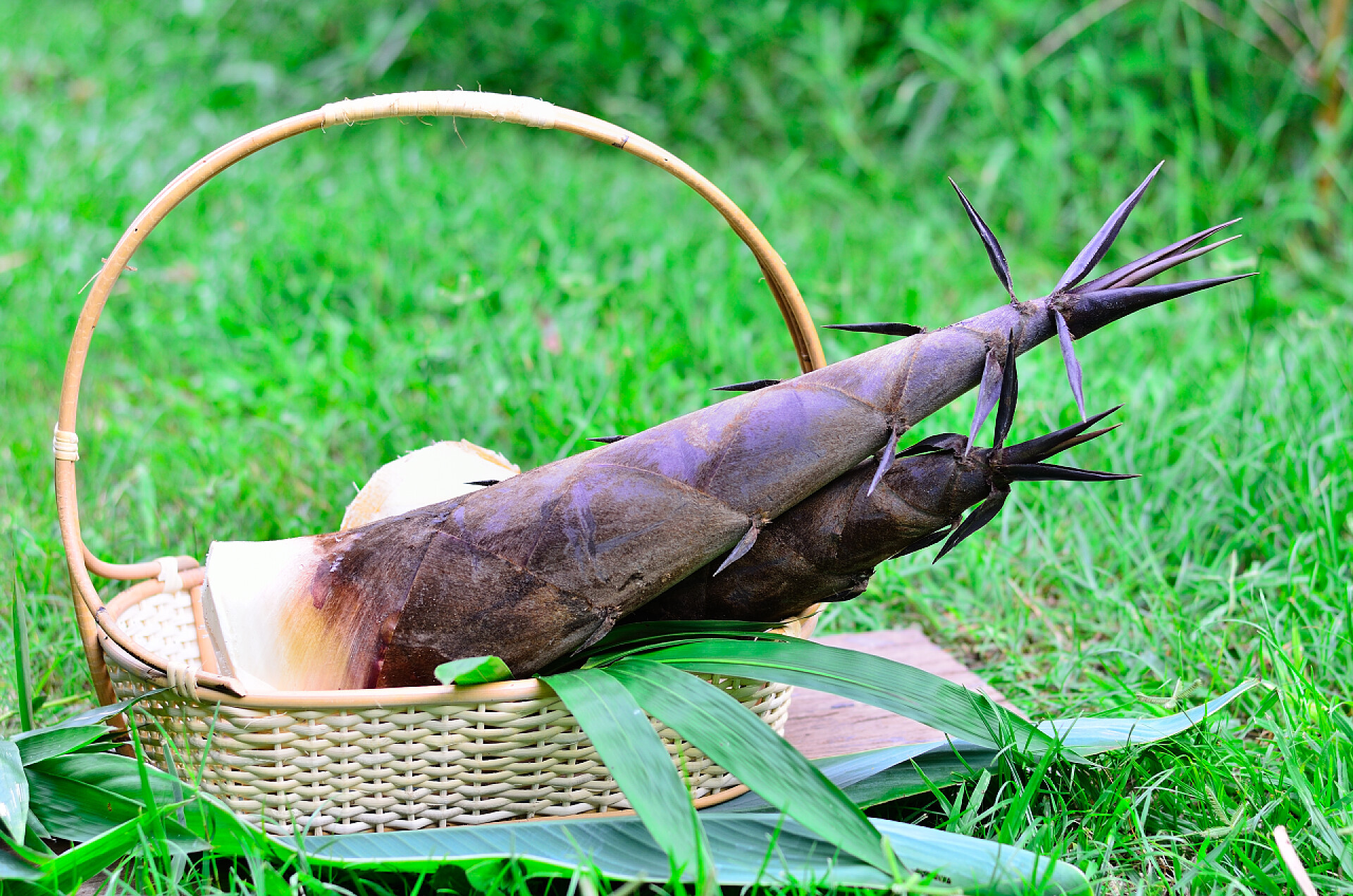 竹篮里的两颗竹笋特写竹笋与购物篮