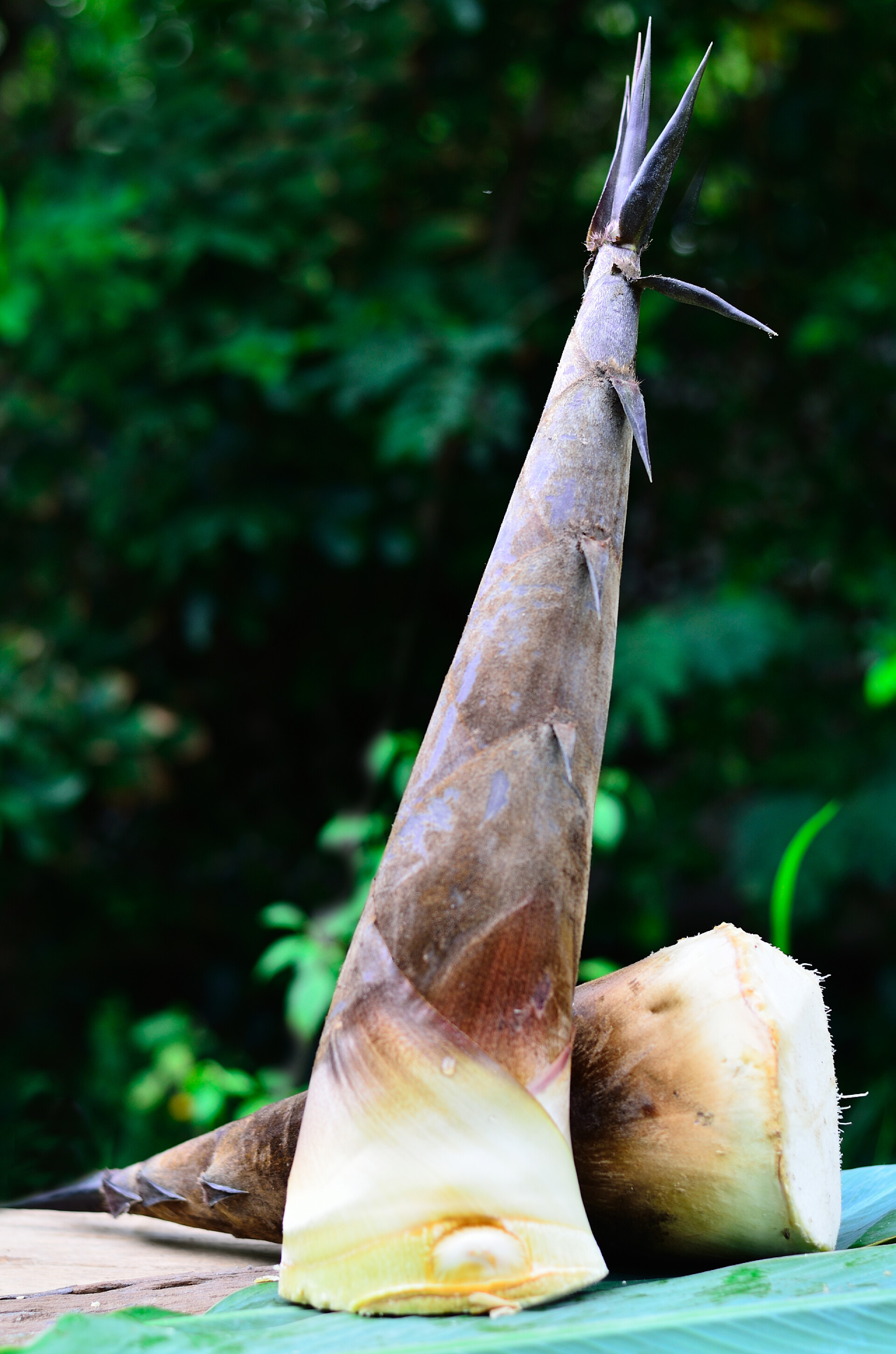 绿色背景中两颗心鲜的竹笋竹笋