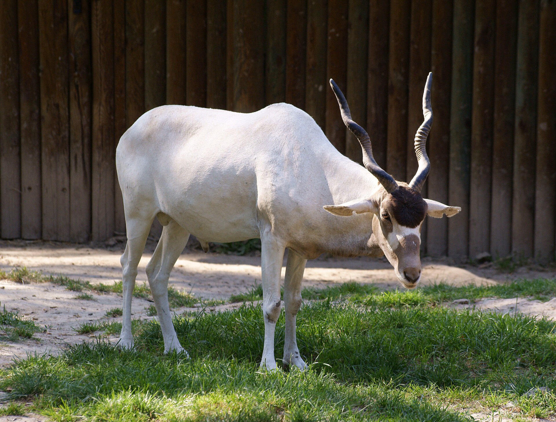 羚羊站在草地上特写羚羊 addax
