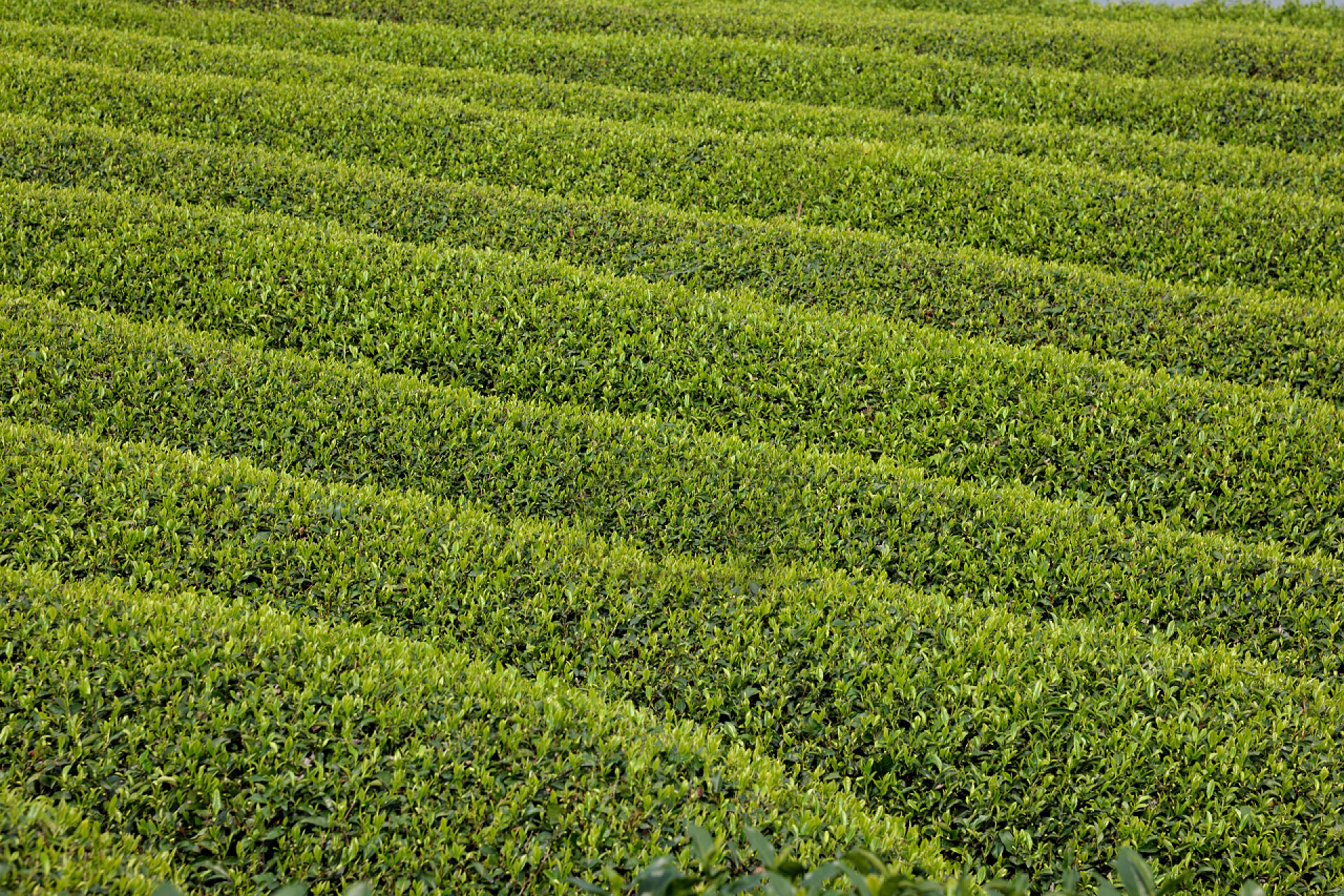 绿色的茶花园在木仓湾仔、 越南的梯田