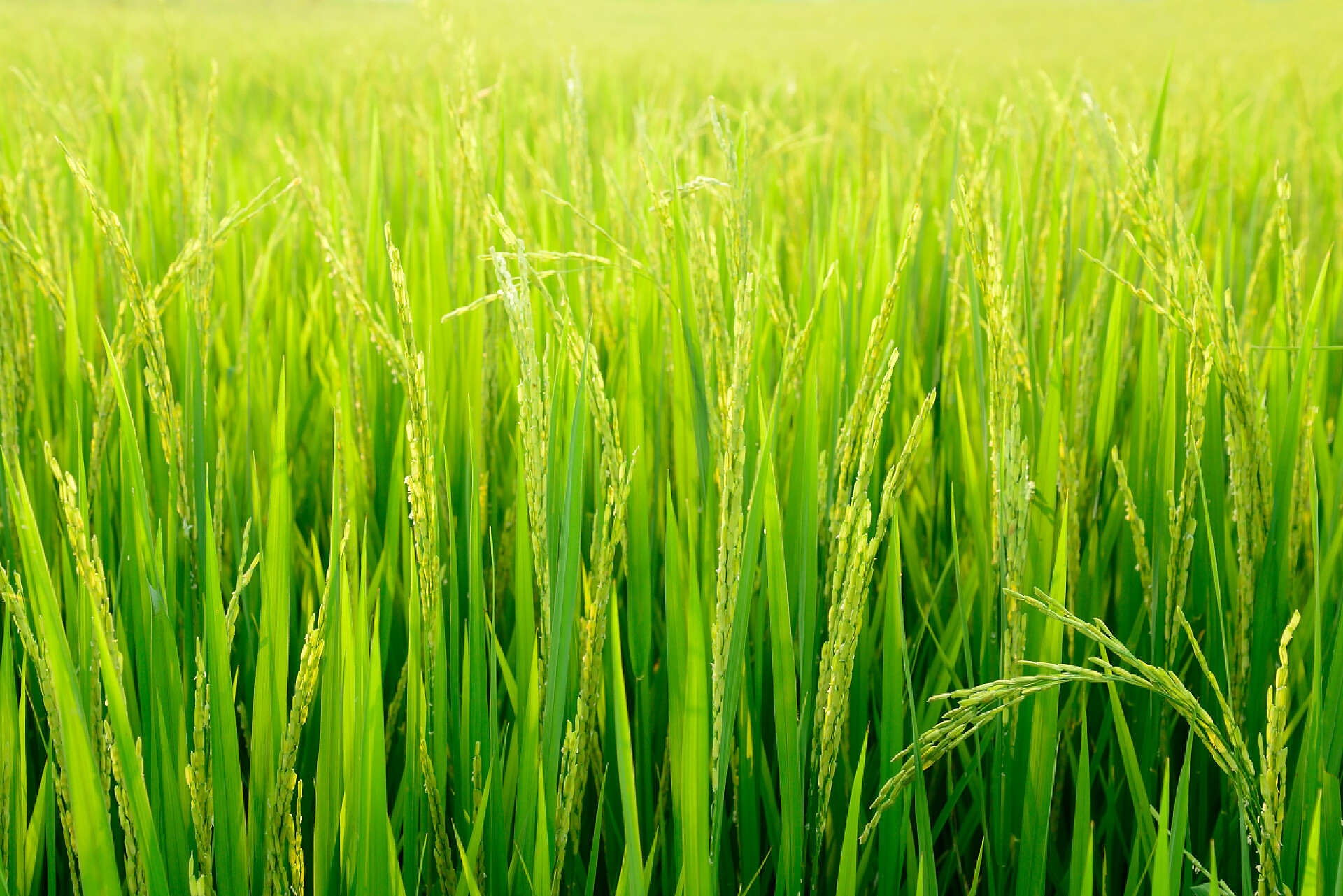 日光下绿油油的稻田带有灯光的稻田