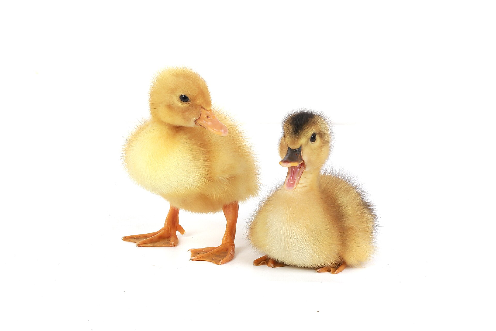 白色背景上的两只鸭子鸭鸭