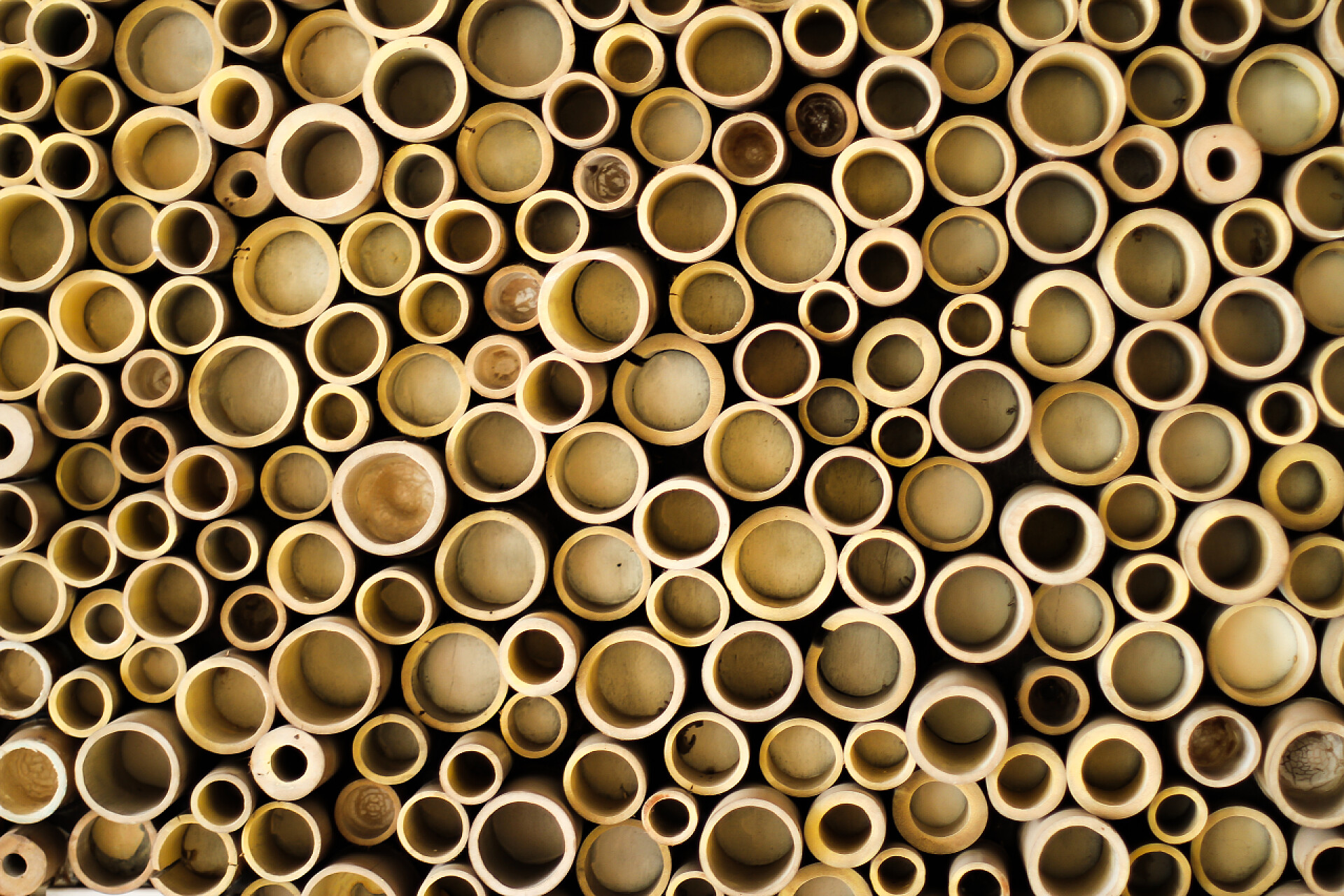 竹筒底部特写镜头竹子背景