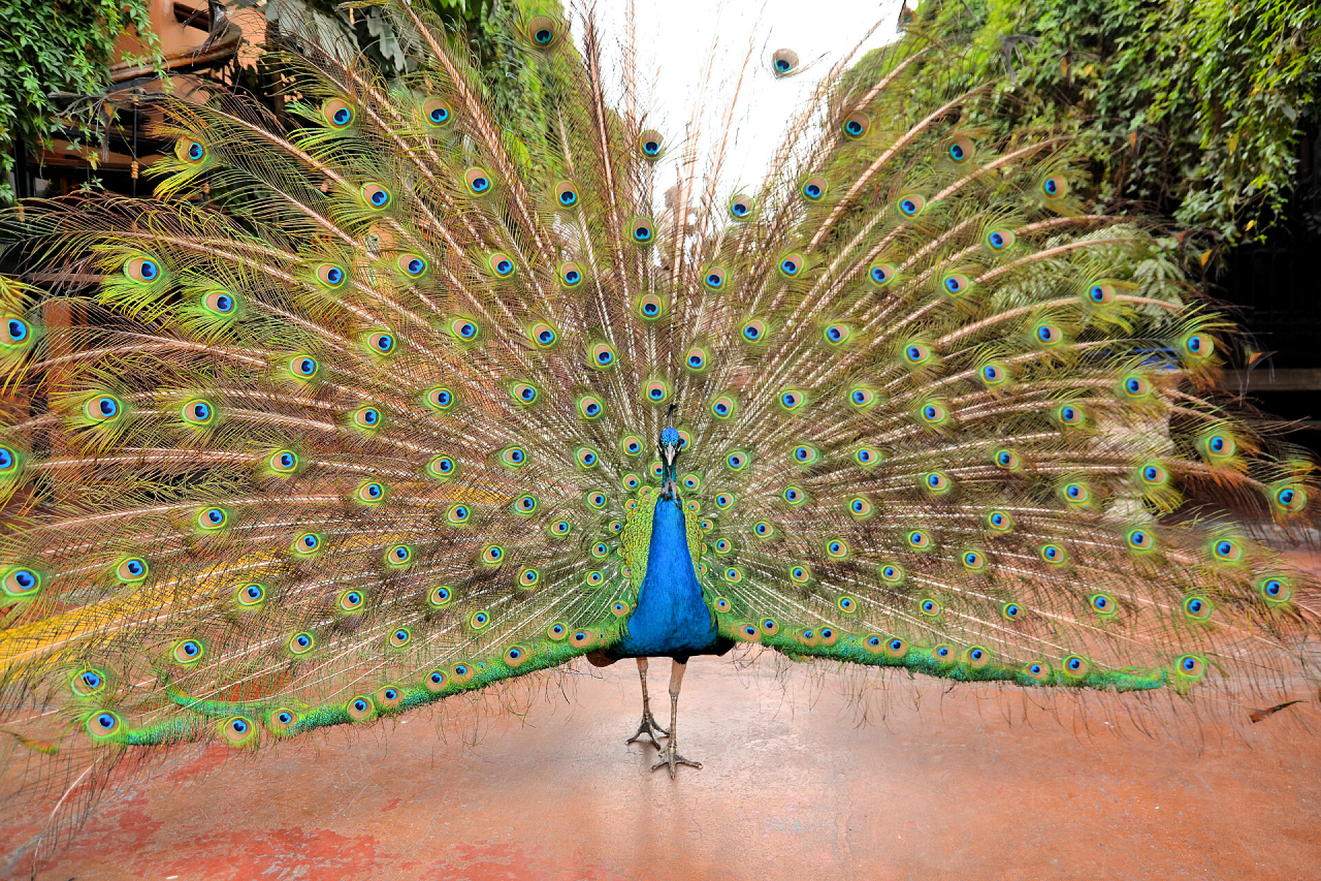 开屏的孔雀动物灿烂美丽的绿孔雀