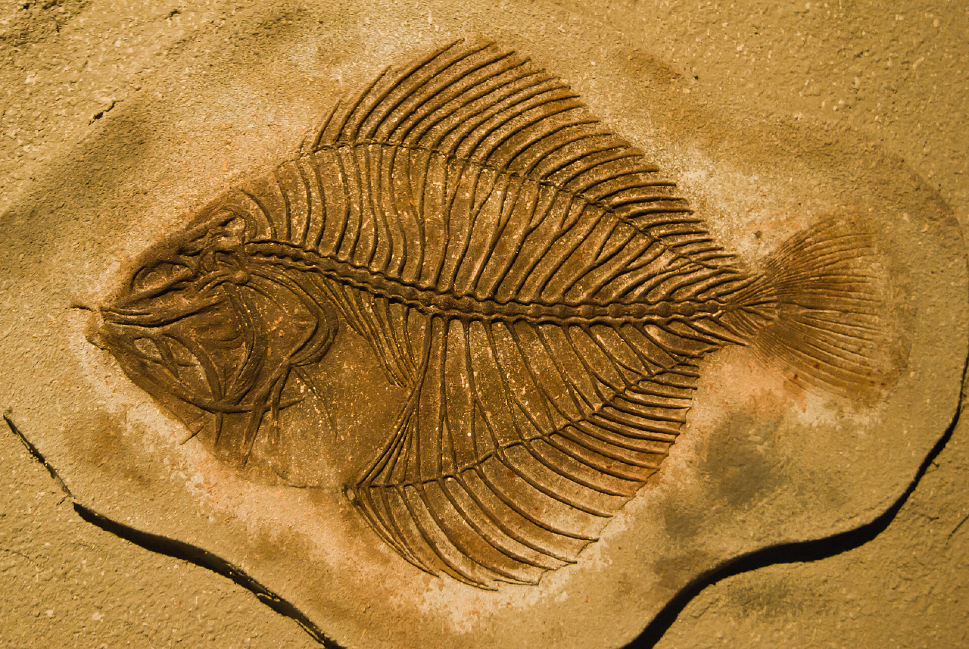 鱼类化石摄影图鱼类化石