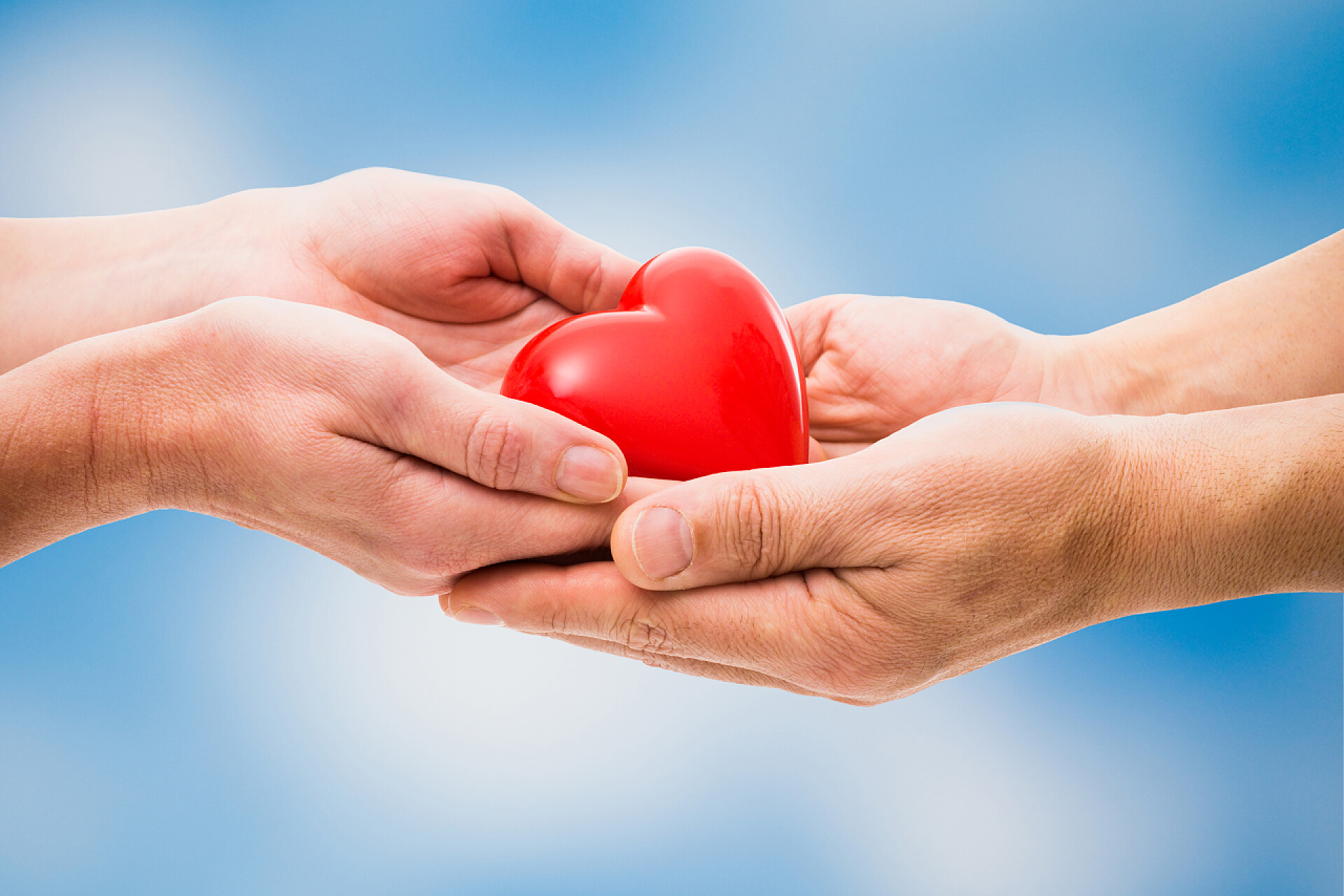 蓝色背景上手托红色爱心特写在人类手中红色的心