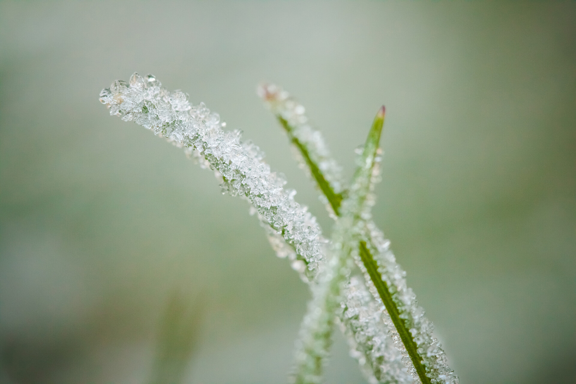 冬天的水霜微距摄影冬天的霜和水滴的特写