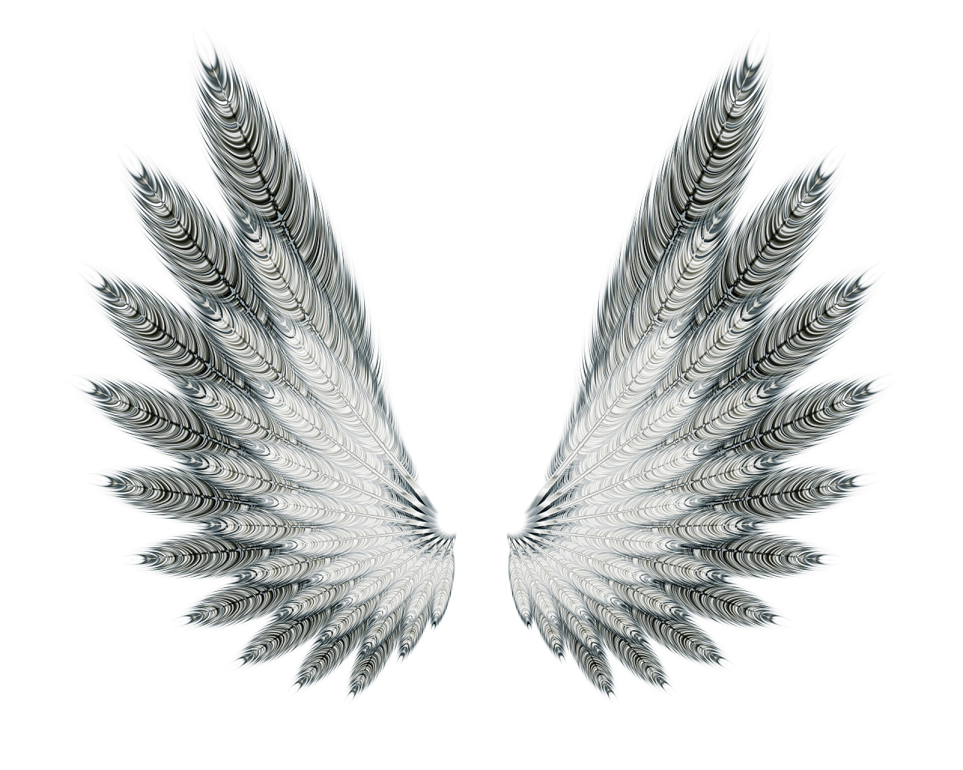 白色背景上的翅膀翅膀