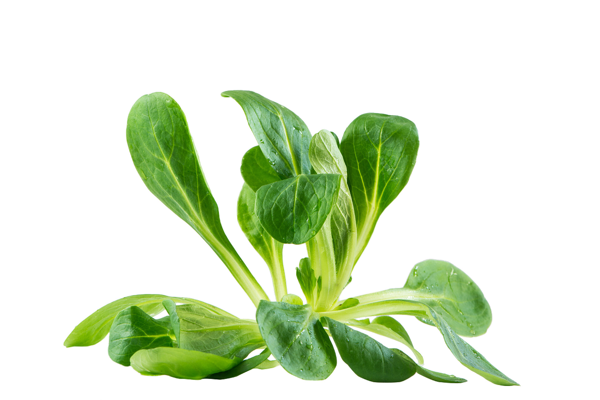 白色背景上的小青菜valerianella 蝗虫，玉米沙拉，孤立的白色背景上的羔羊的生菜