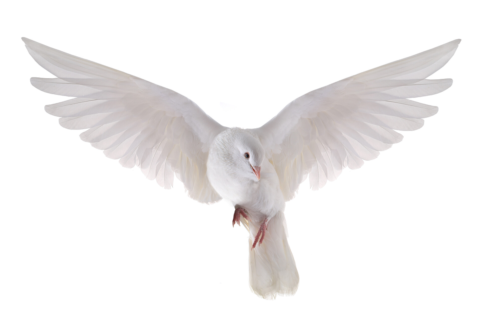 白色背景上的白色的鸽子飞行鸽