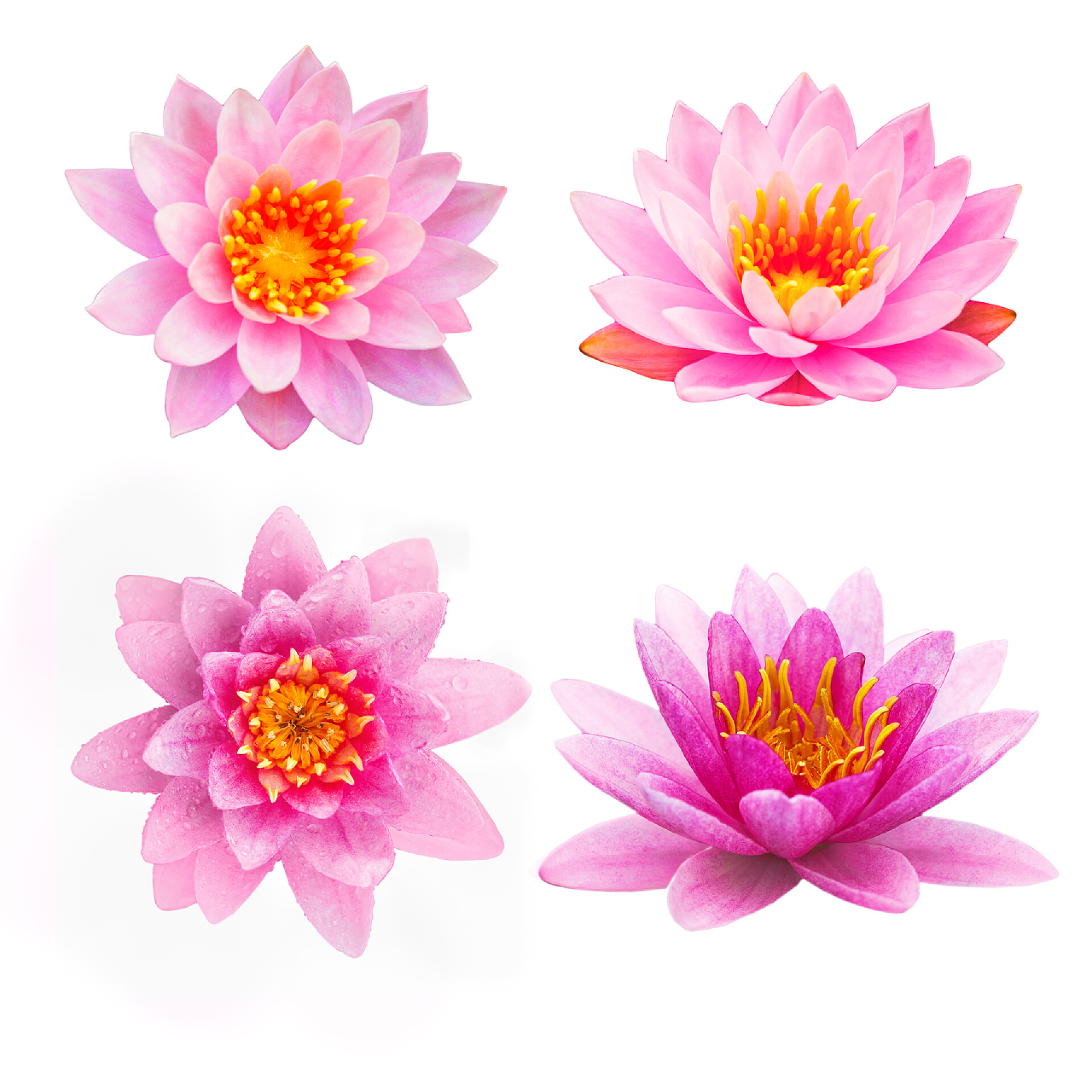 白色背景中的莲花和百合花4 美丽的粉红色莲花，在白色背景上的水厂