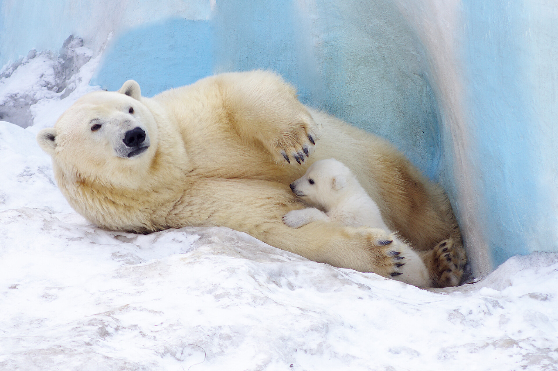 一直在雪地里玩耍的北极熊家庭的白色北极熊与小袋