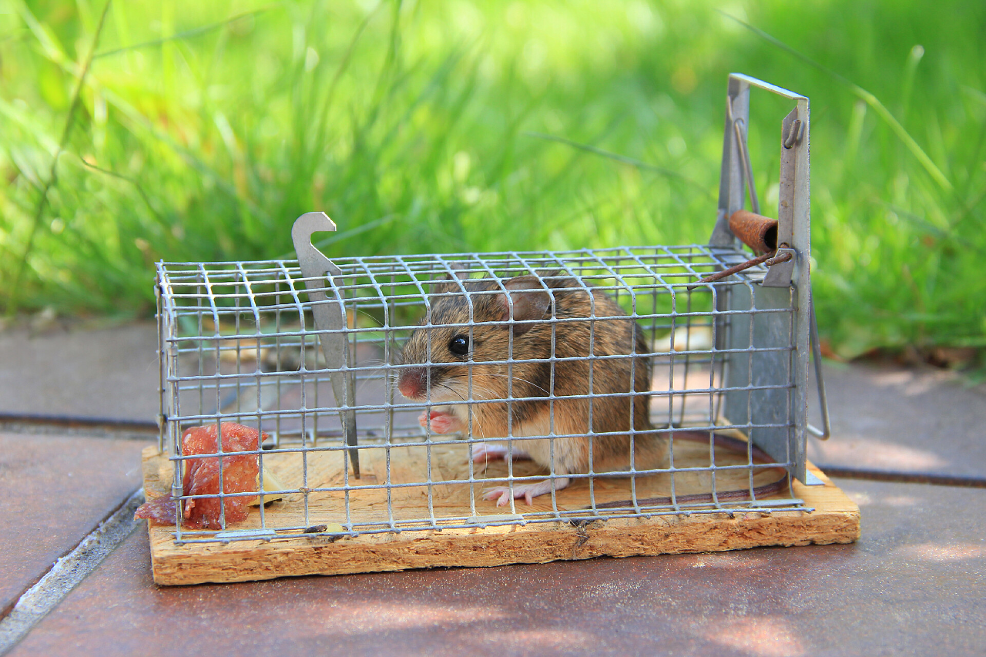 捕兽器捕捉到一只小老鼠鼠标捕获到的鼠标，在户外活陷阱