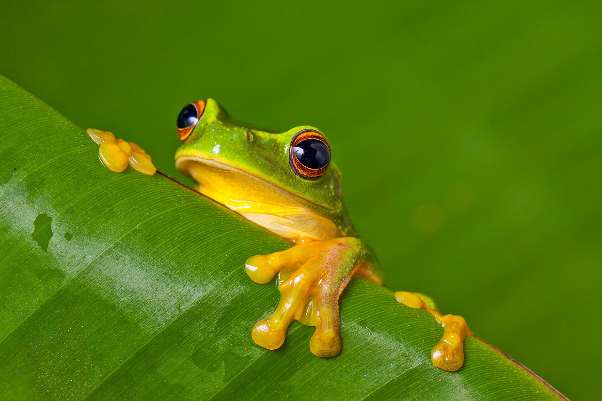 香蕉叶上的可爱青蛙可爱的彩色青蛙偷看过一片叶子