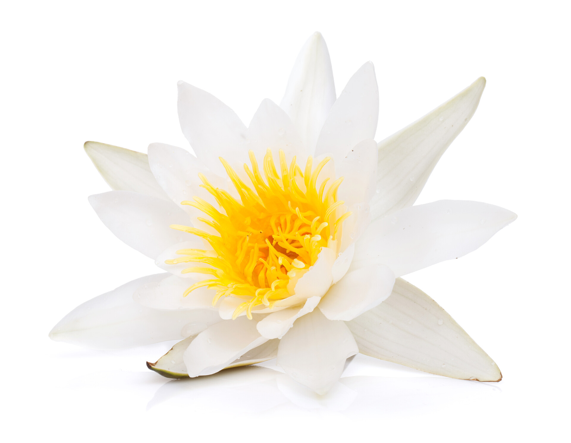 白色背景中的一朵百合花水中百合