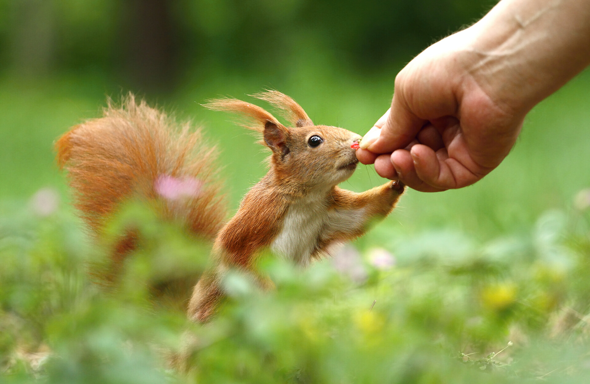 户外一个人正在喂食松鼠红松鼠喂