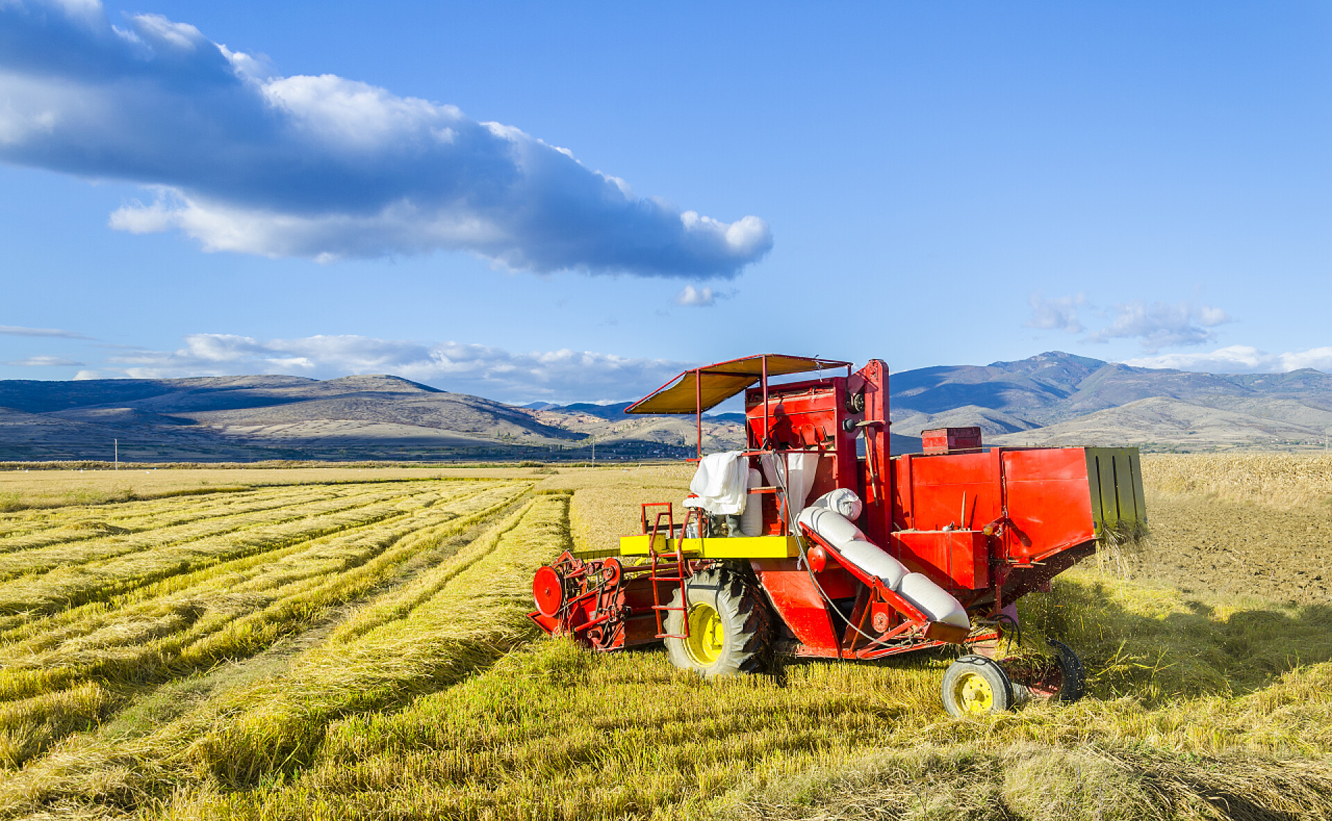 蓝天下收割的联合机工作领域的小麦收割联合收割机、 水稻