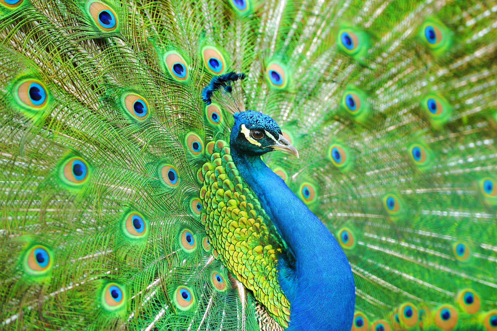 正在草地上开屏的蓝色孔雀美丽的孔雀的肖像