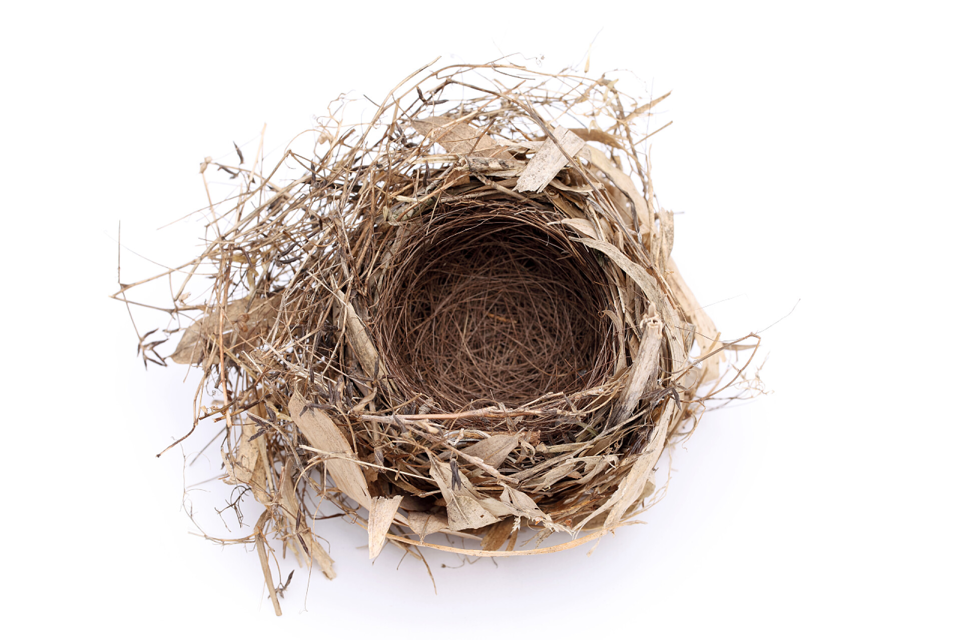 白色背景上的空鸟巢空鸟巢