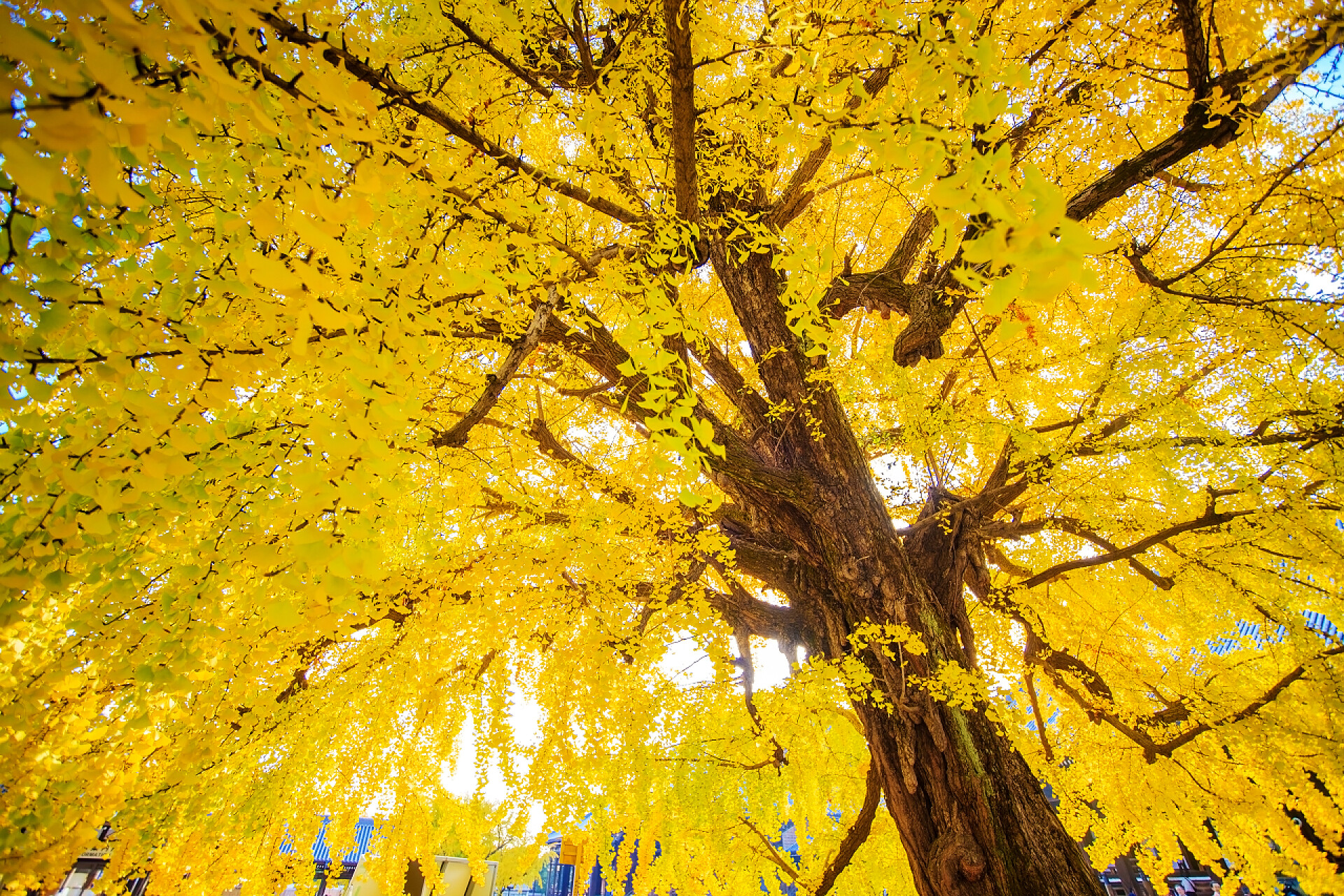 金黄色的银杏树黄色的银杏叶