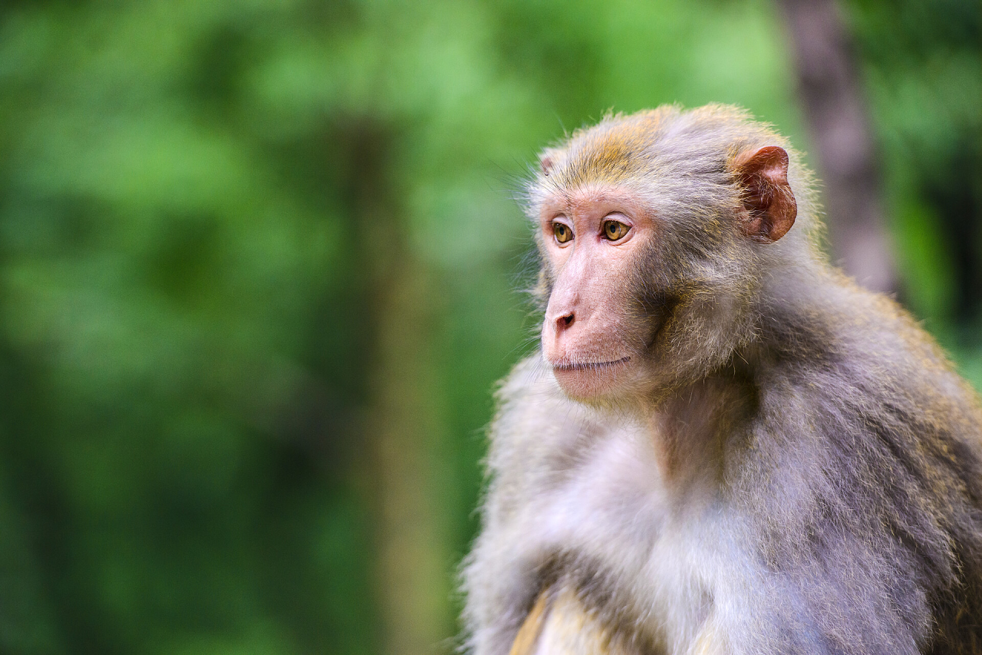 中国的猕猴高清特写Macques