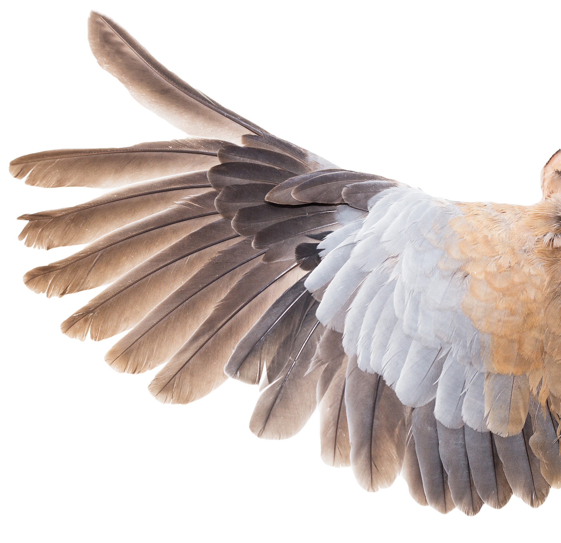 白色背景的鸽子翅膀自然