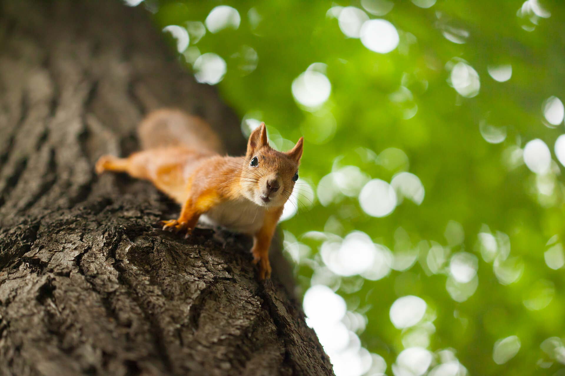 一只可爱的松鼠在树干上松鼠