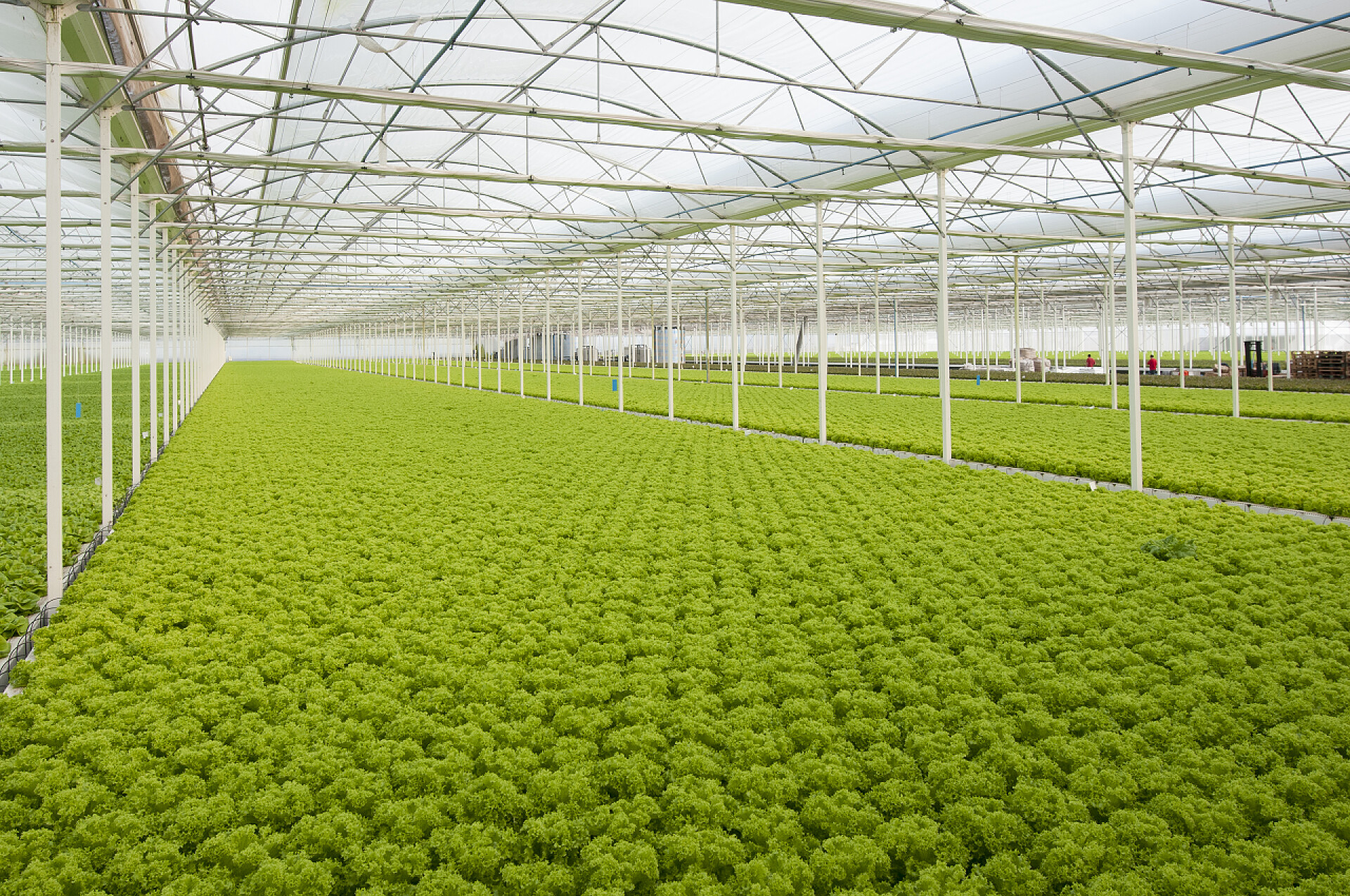 大棚里种植的绿色产品莴苣