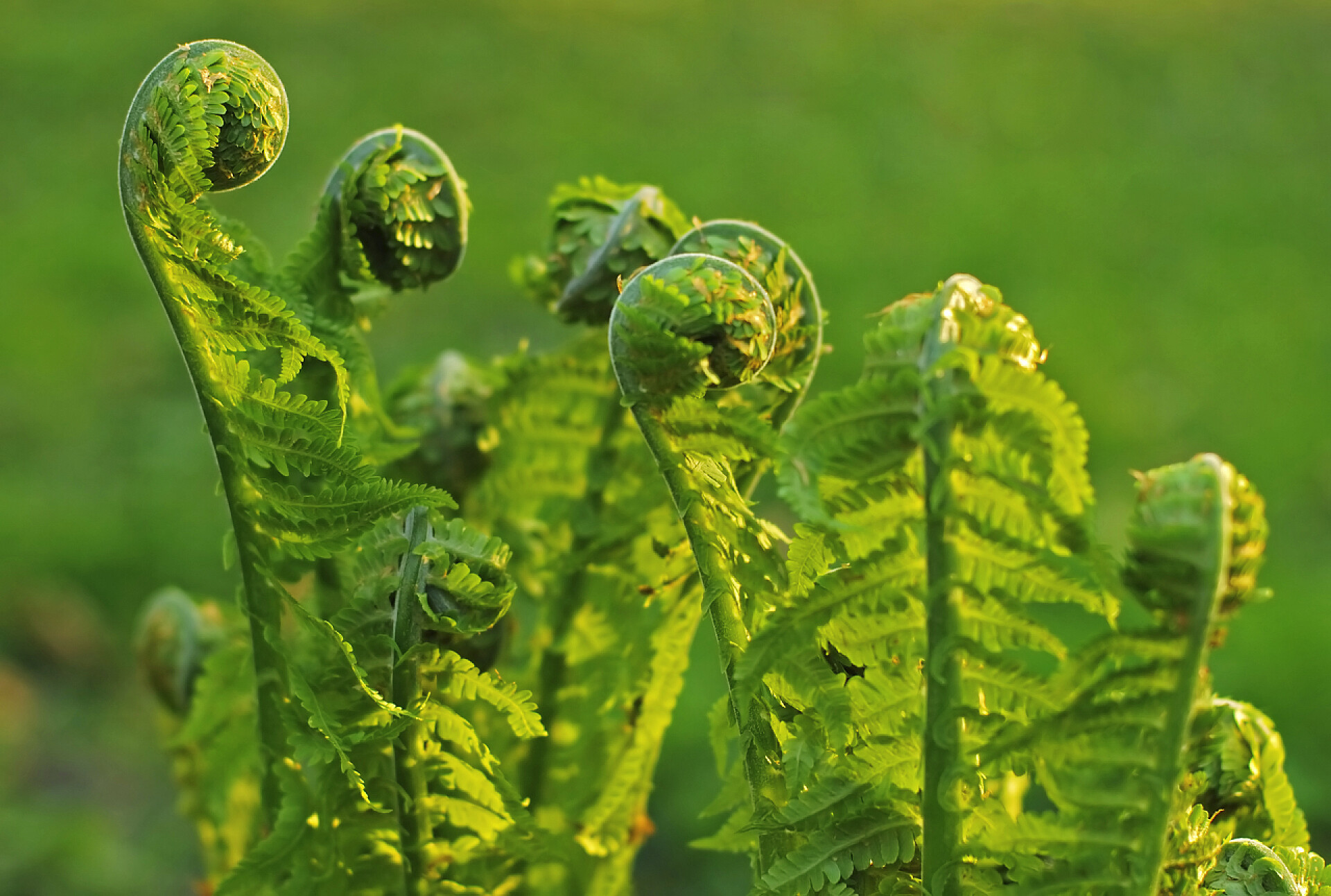 迎着阳光的绿植费恩