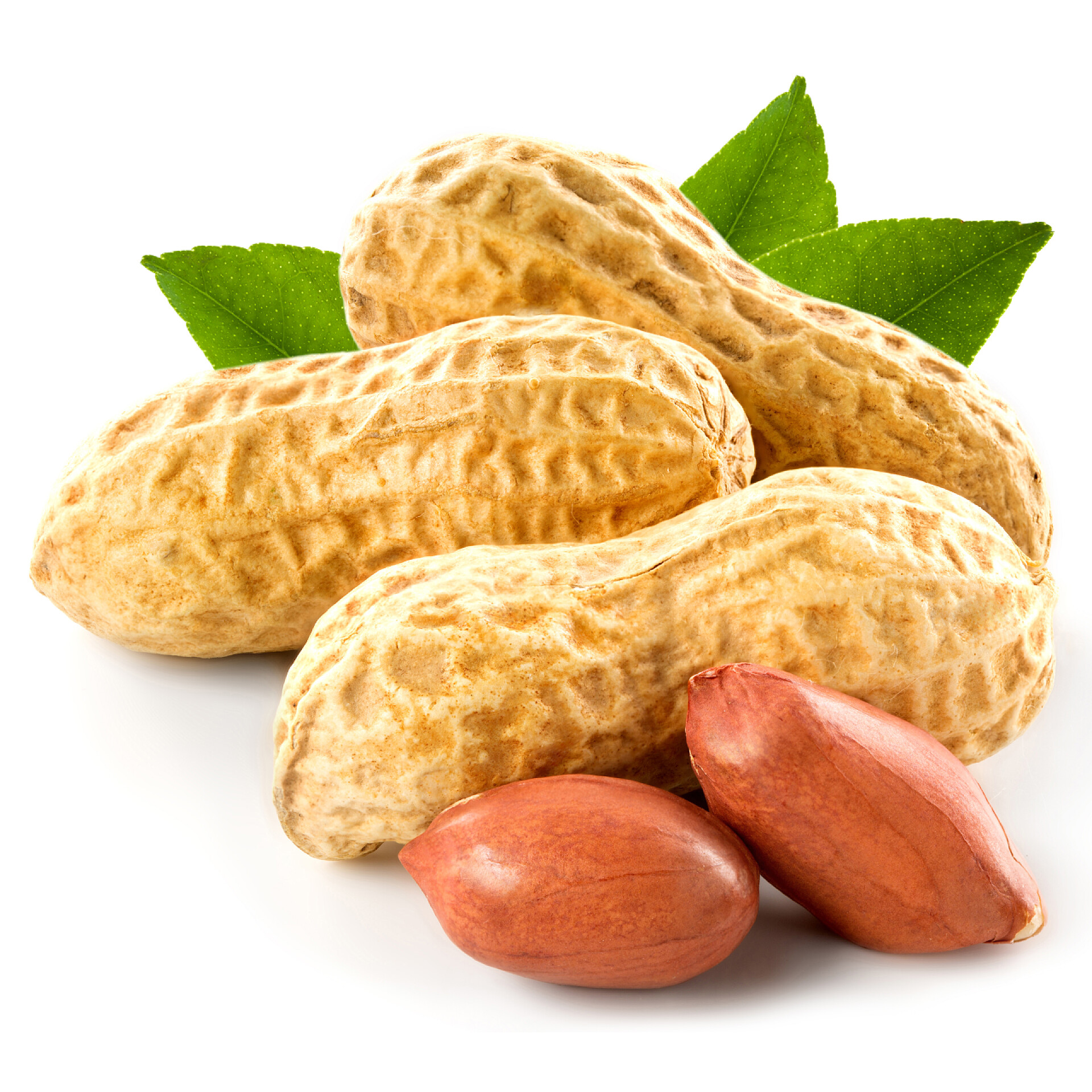 白色背景上的花生花生