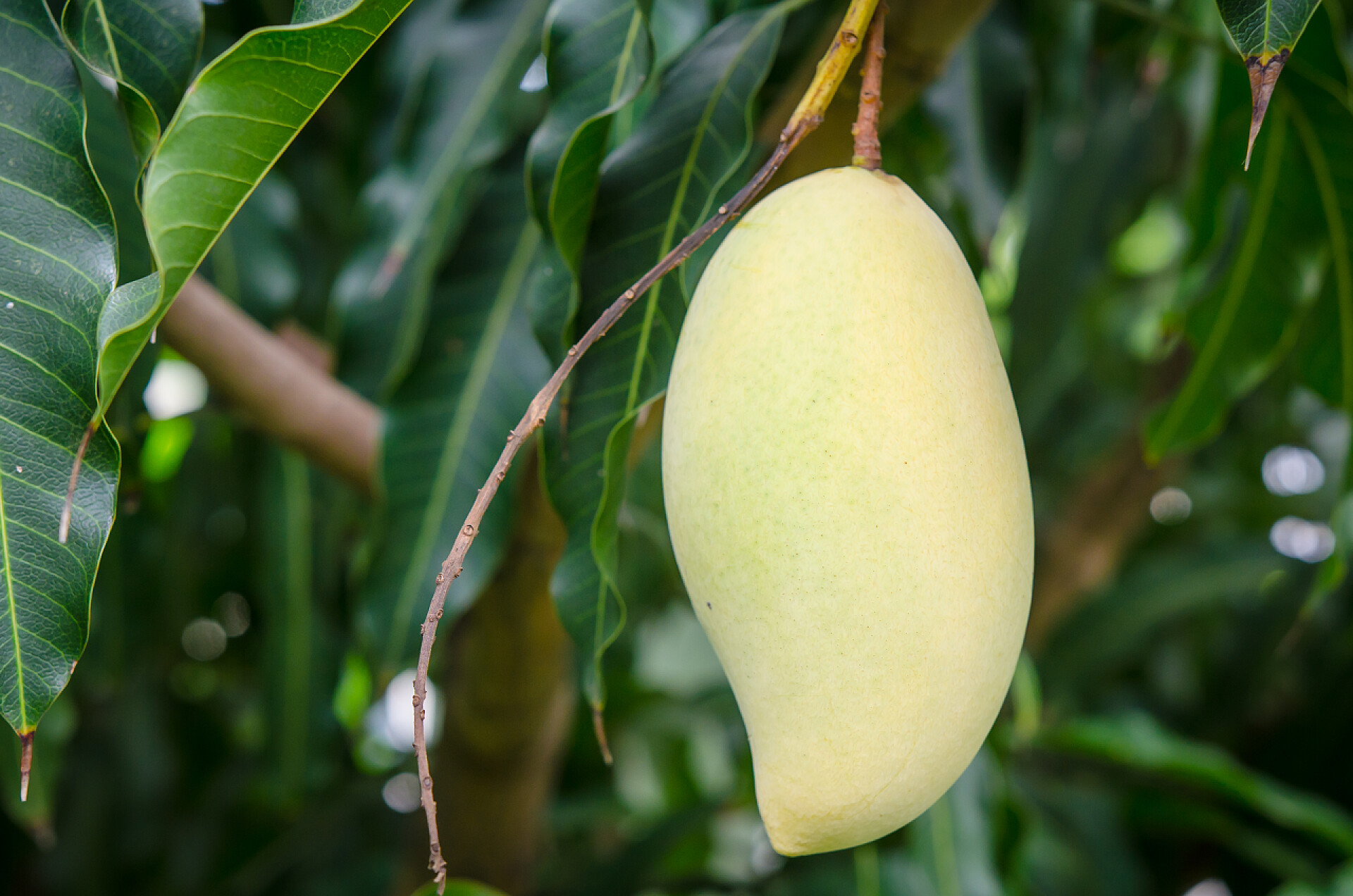 花园里的梭鱼芒果特写梭鱼芒果在花园里的特写