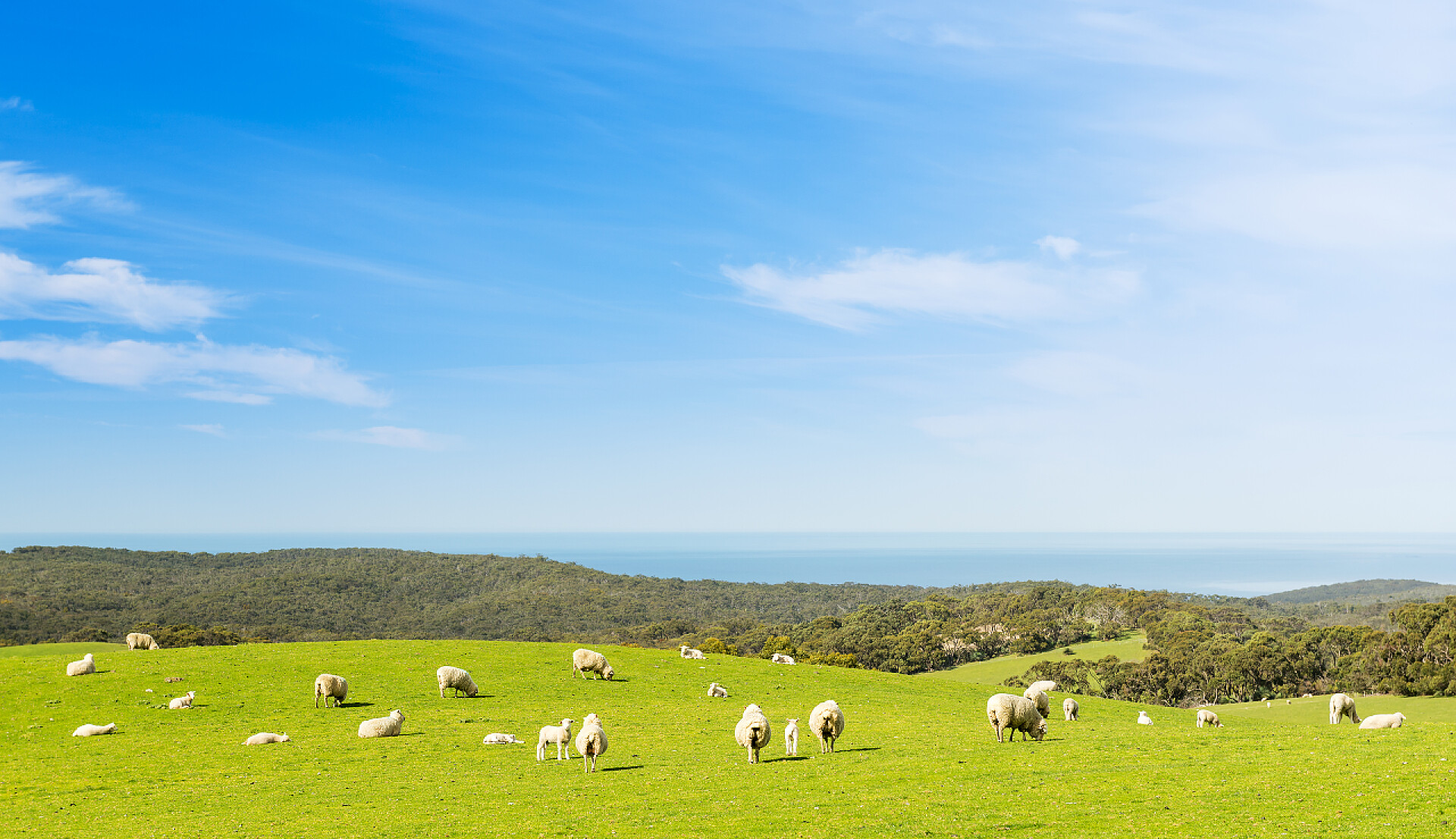 明亮的蓝天下绵羊和羊羔在吃草羊