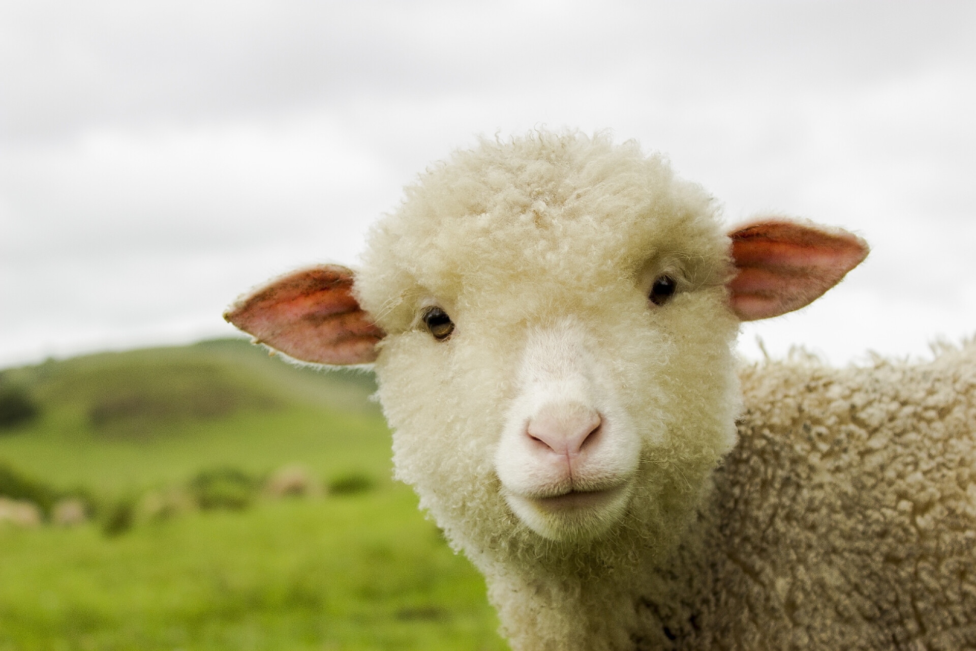 田野里的一只白羊期待的羊