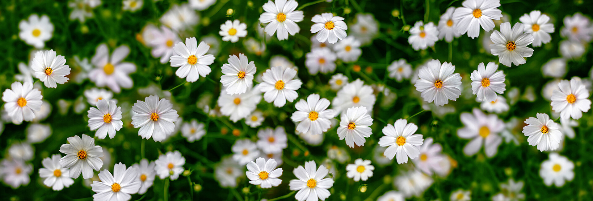 白色菊花的花海F.花