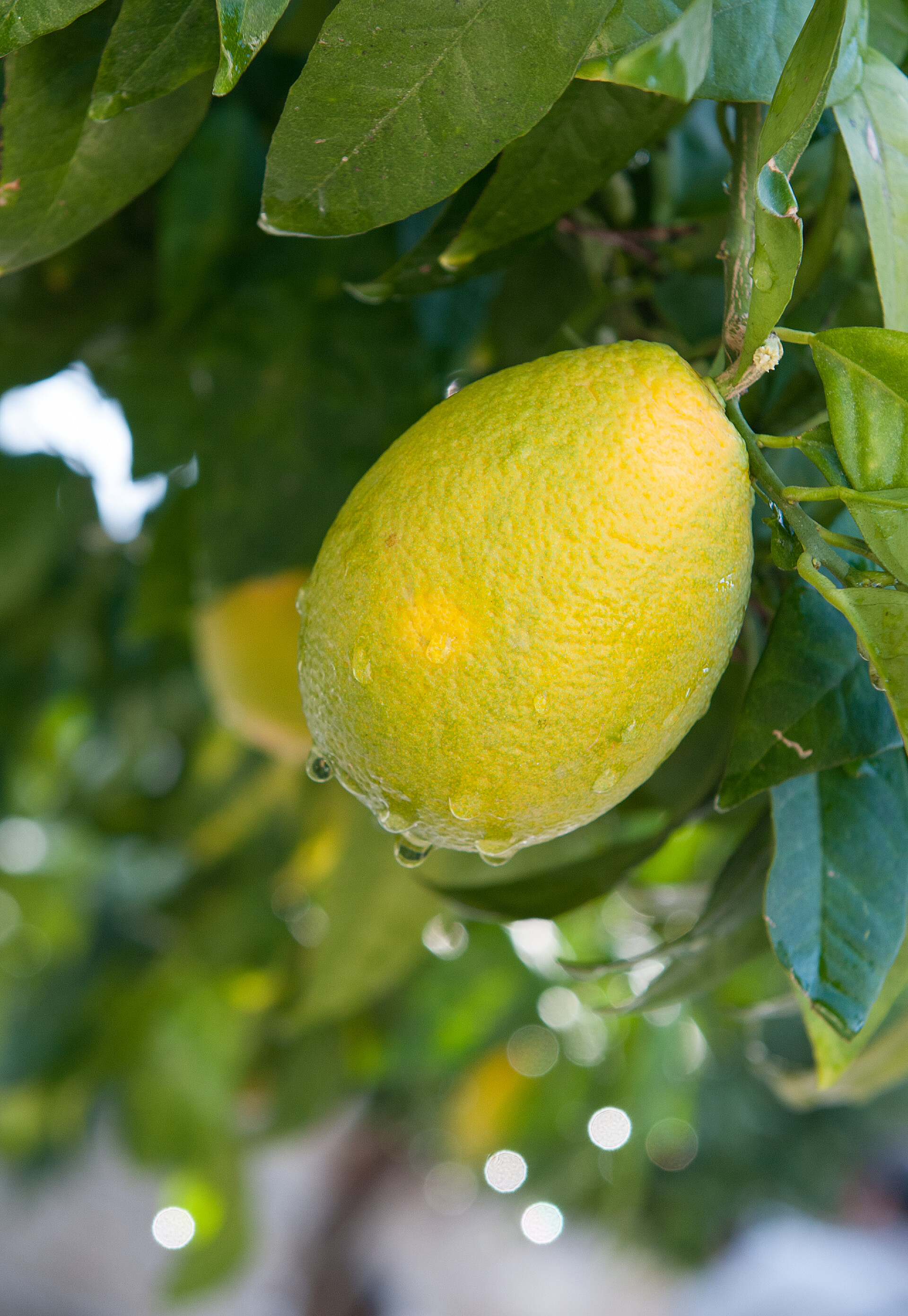 挂在橘子树上的新鲜橙果.橙色水果.