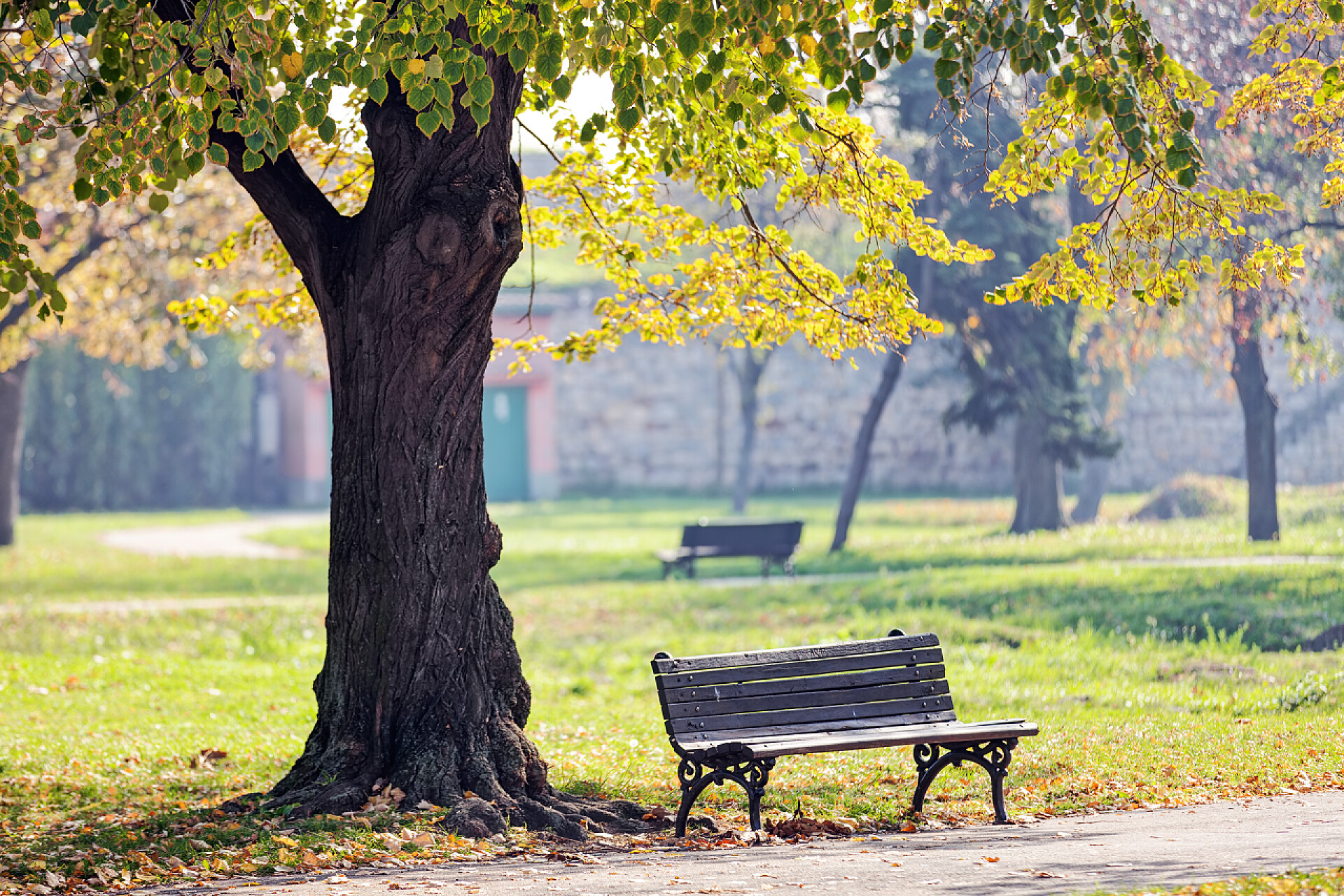 公园树下的板凳公园里的长椅