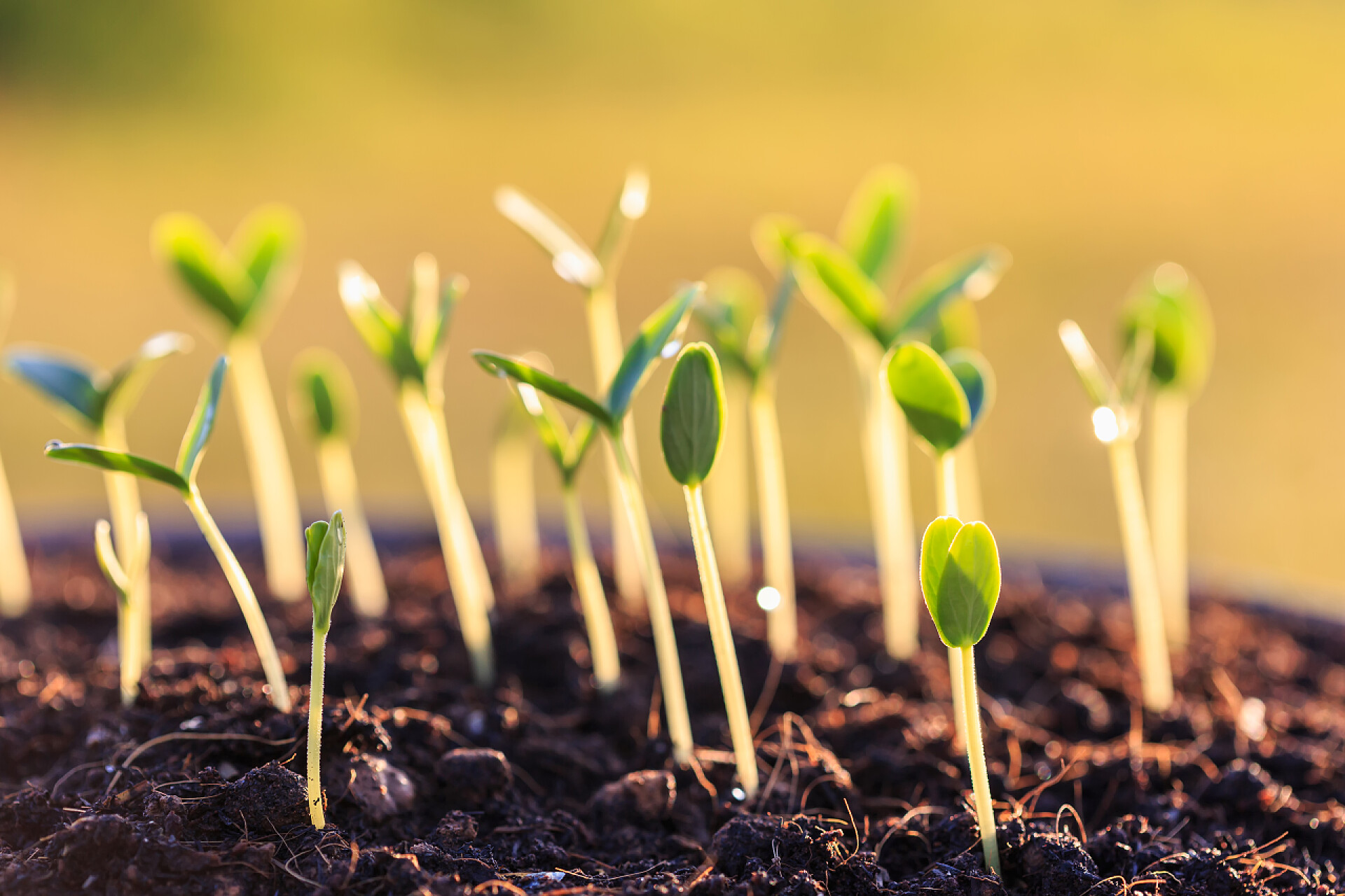 发芽的小草在土壤里年轻绿色的植物在土壤中