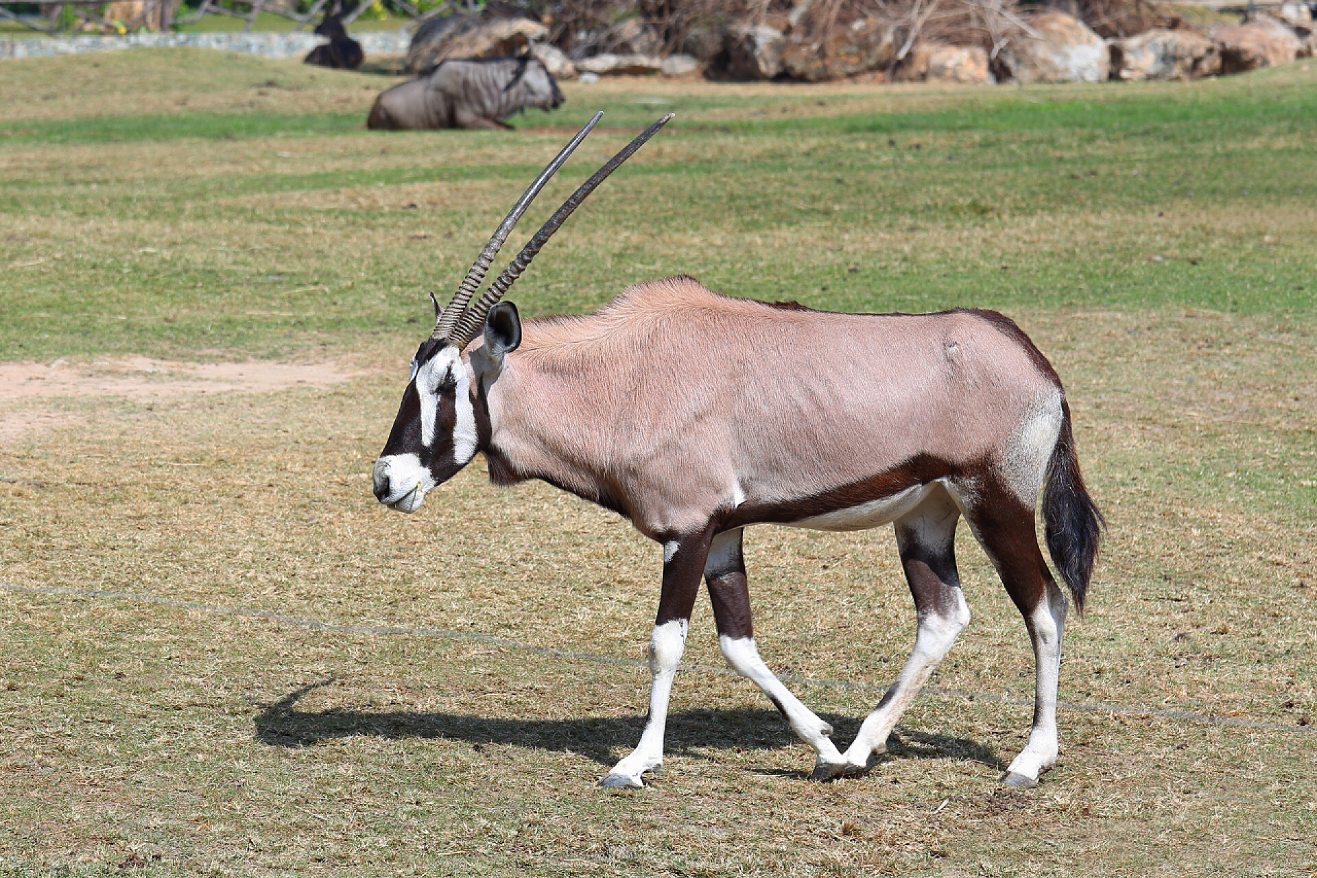 正在牧场行走的公羊羚羚羊羚羊
