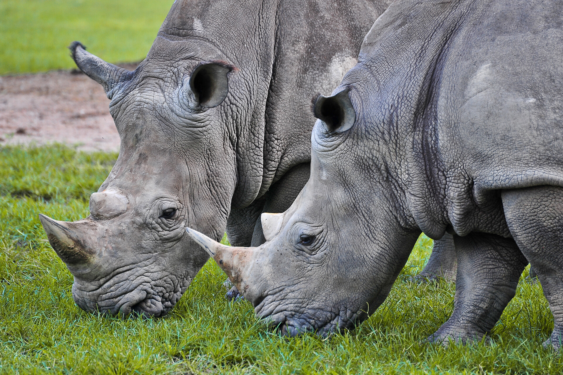 草坪上吃草的犀牛犀牛