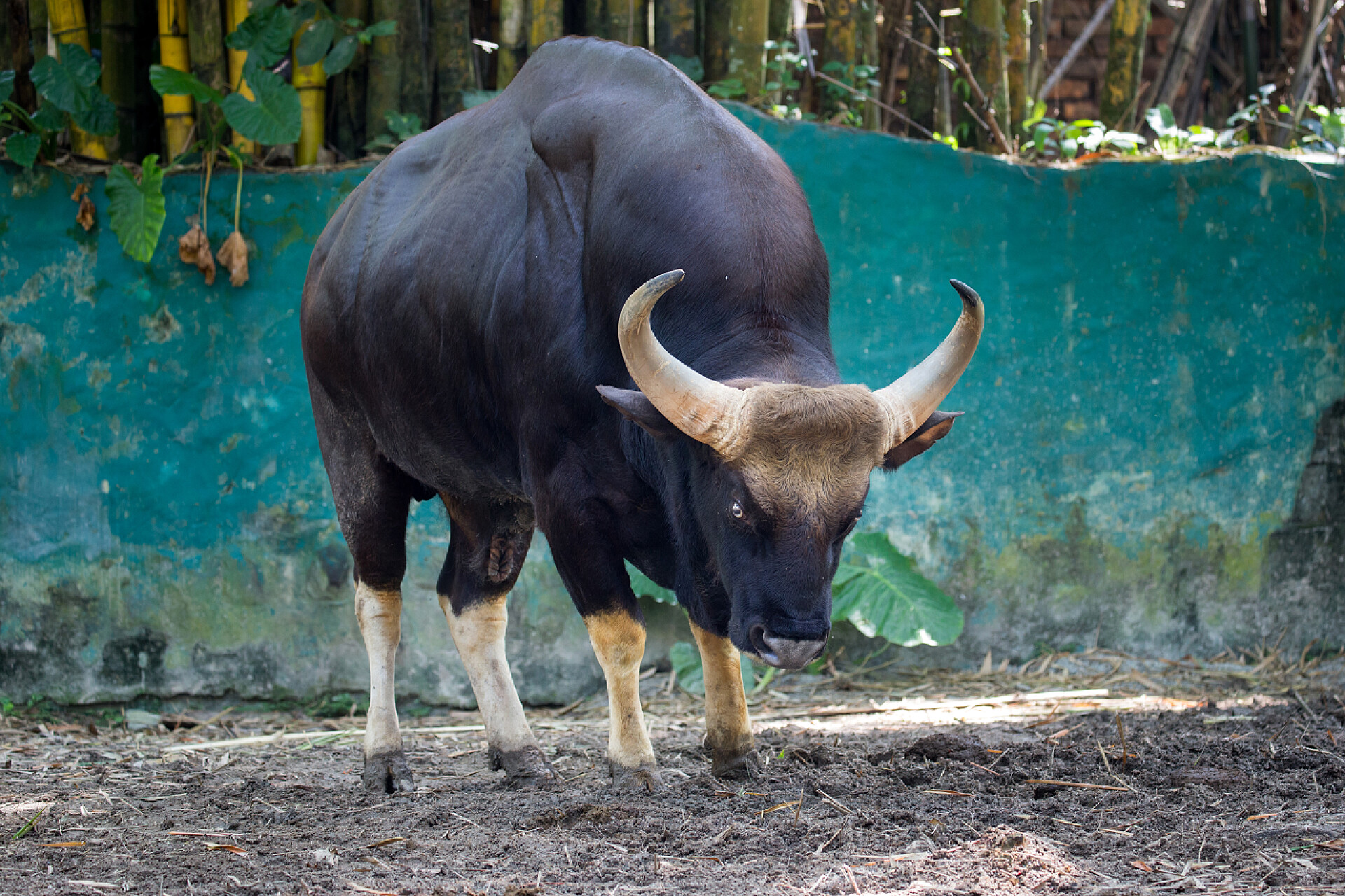 牧场中的黑牛大肌肉的公牛