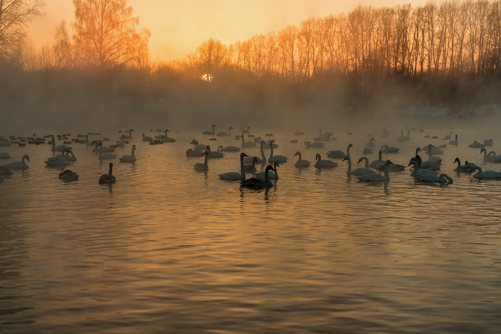 水里面的鸭子天鹅湖雾冬日的太阳下山