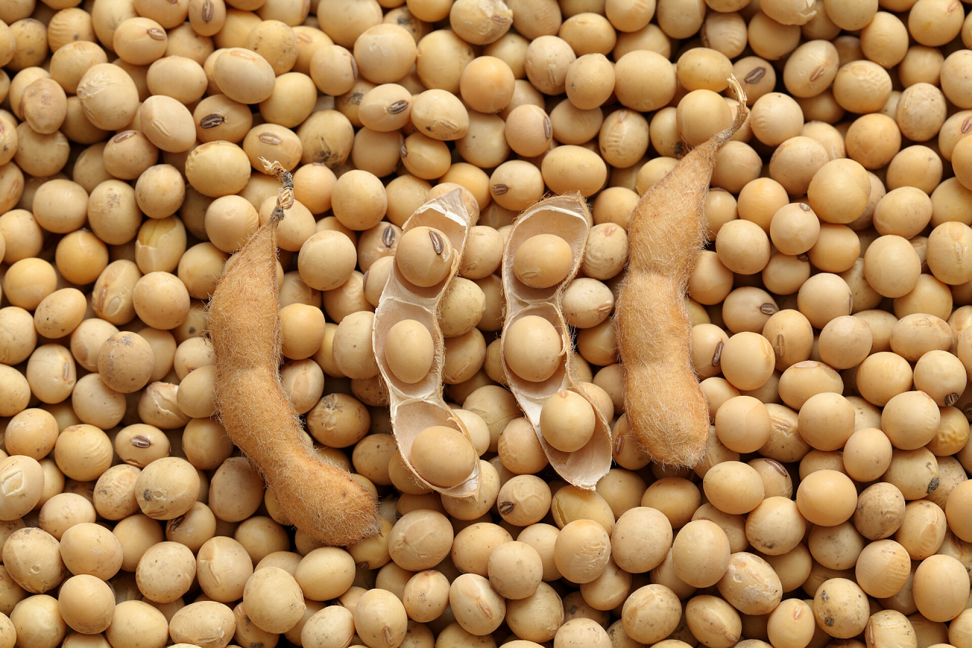 大豆特写照片农业，大豆收获后