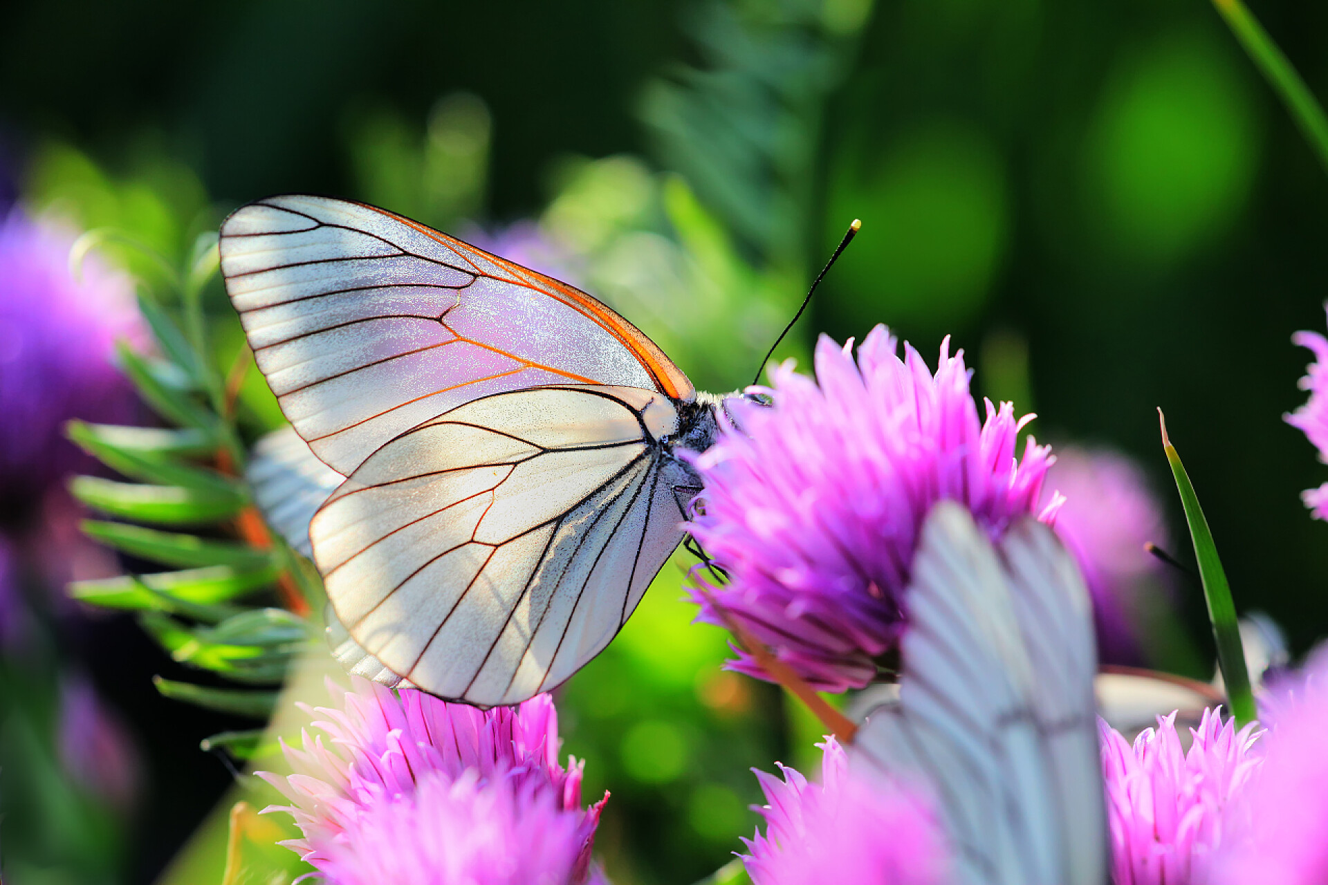 蝴蝶在花丛中白上韭菜花蝴蝶