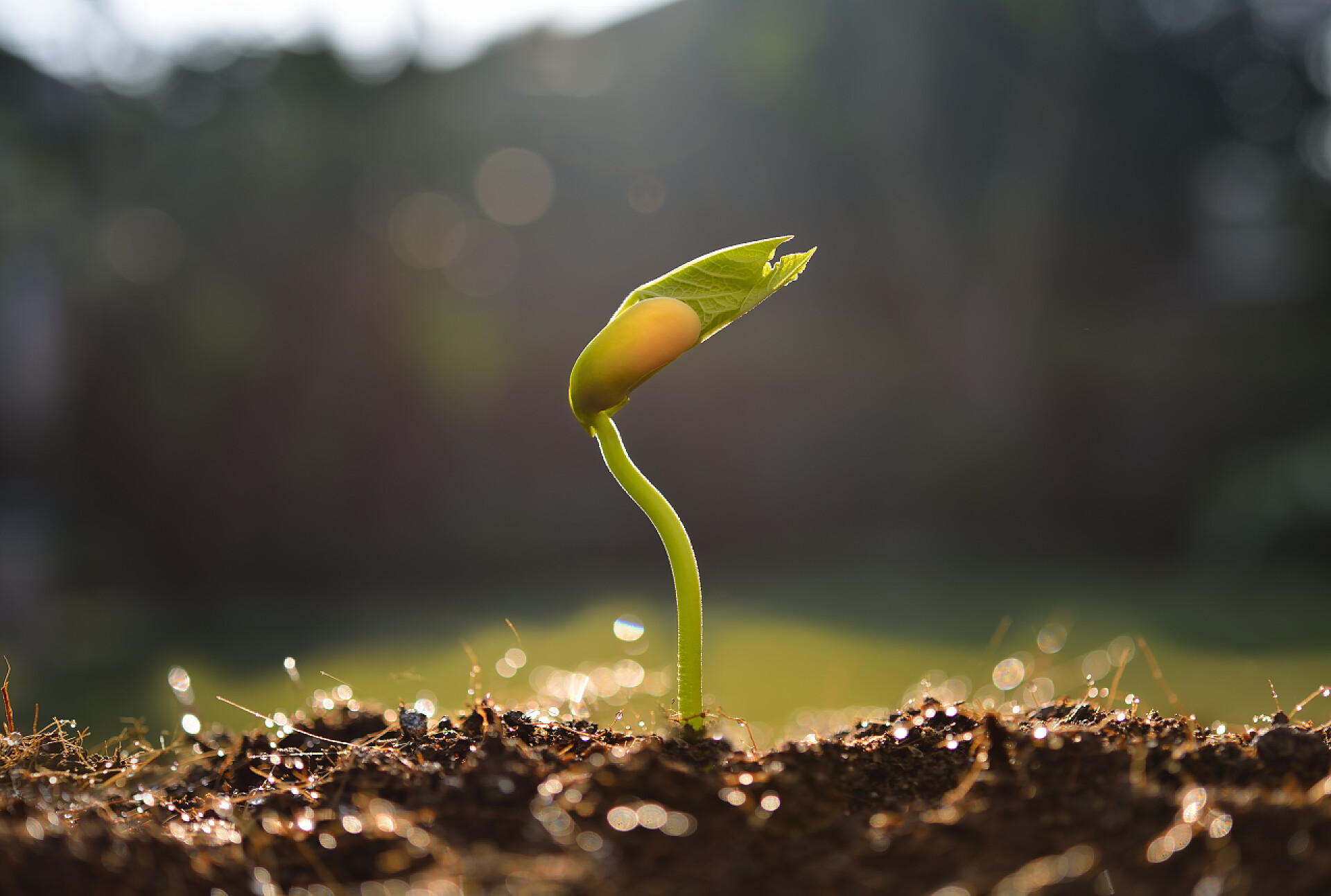 晨光下的幼树年轻的植物